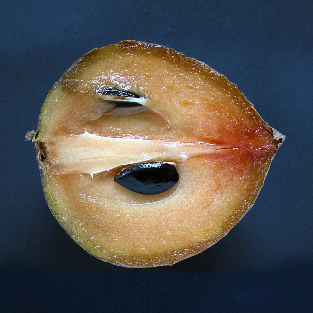 Puoliksi leikattu sapodilla-hedelmä Taustakuvat