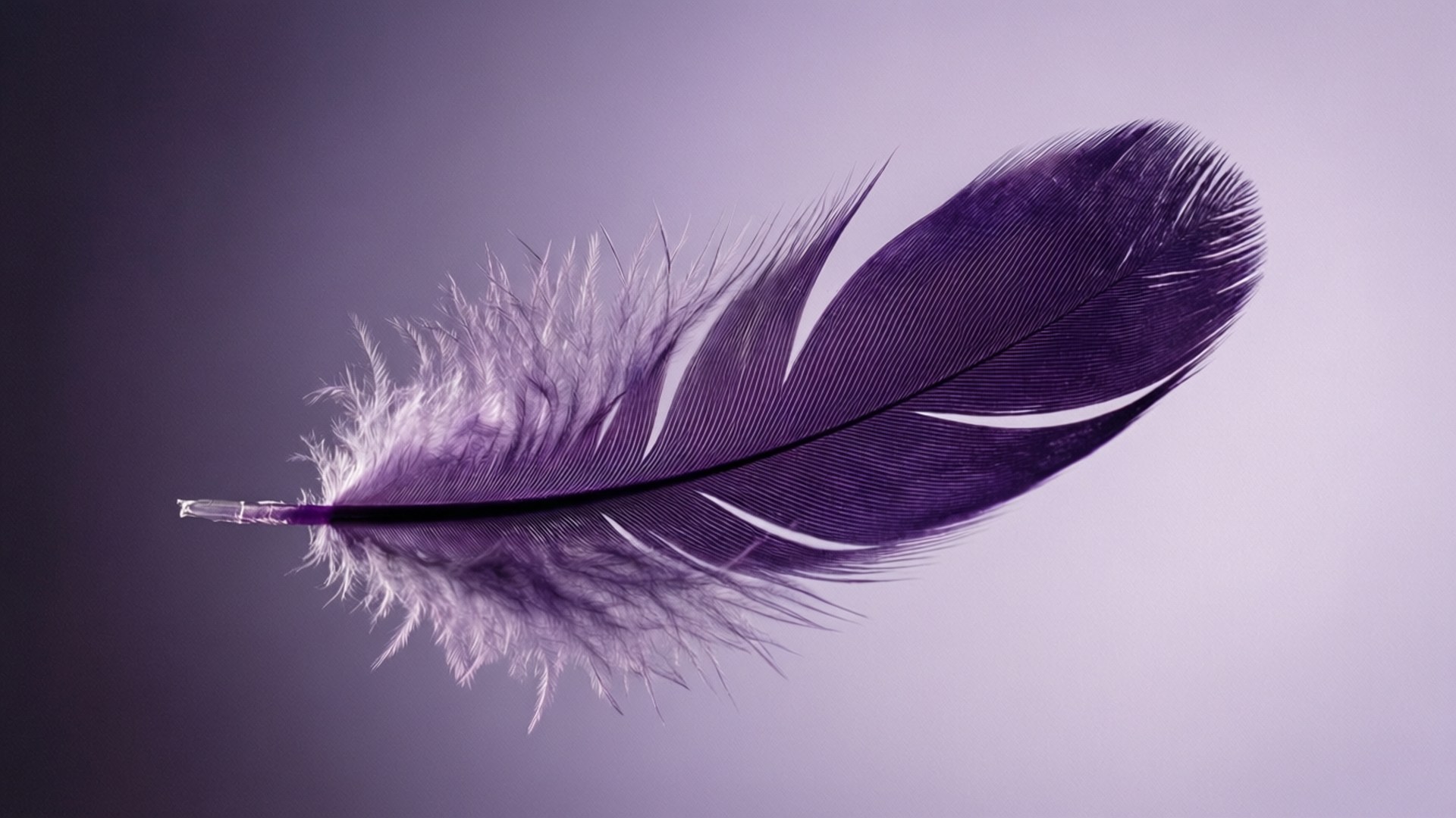 Purppurahöyhenen leijunta Taustakuvat