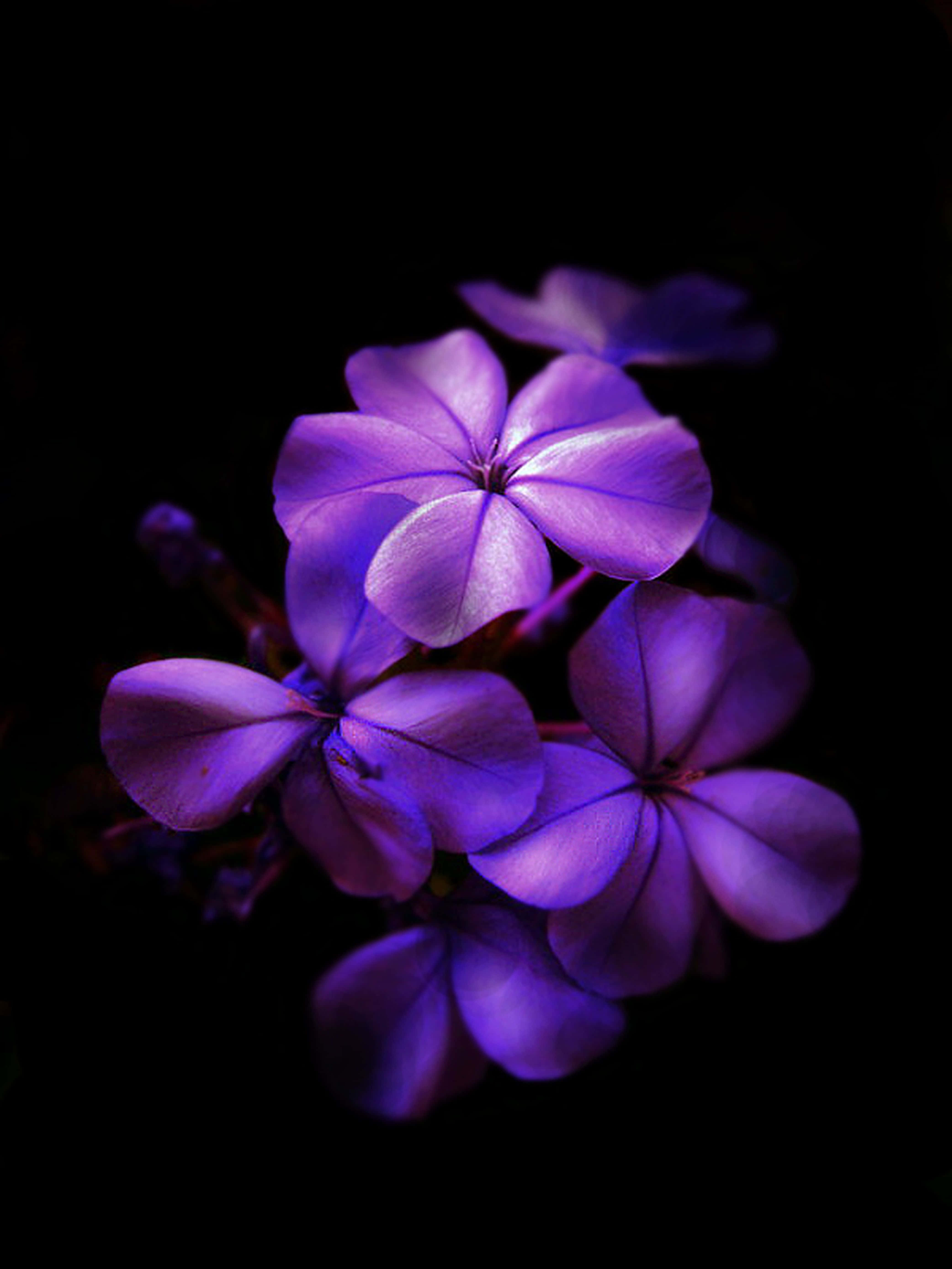 purppuranpunaisia kukkia pimeässä Taustakuvat