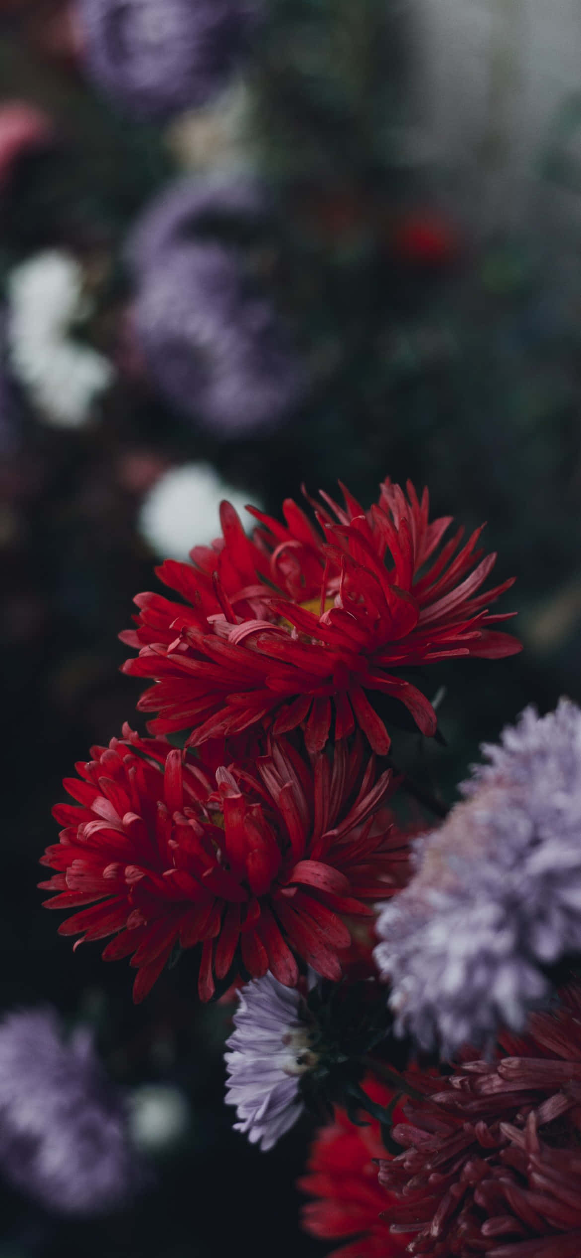 Puutarha täynnä kauniita kukkia, täydellinen iPhonen taustakuvaksi Taustakuvat