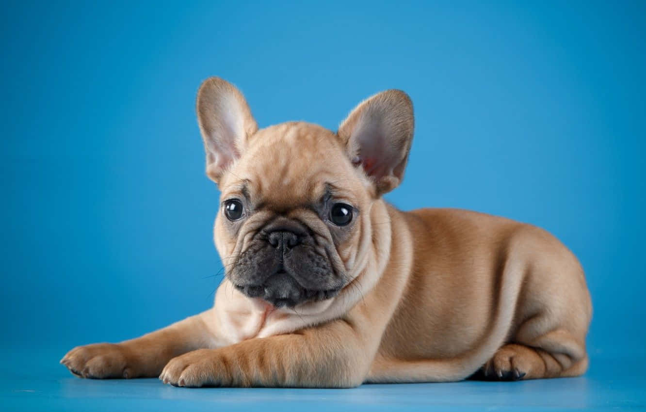 Ranskalaisen bulldogin pentu poseeraa Taustakuvat