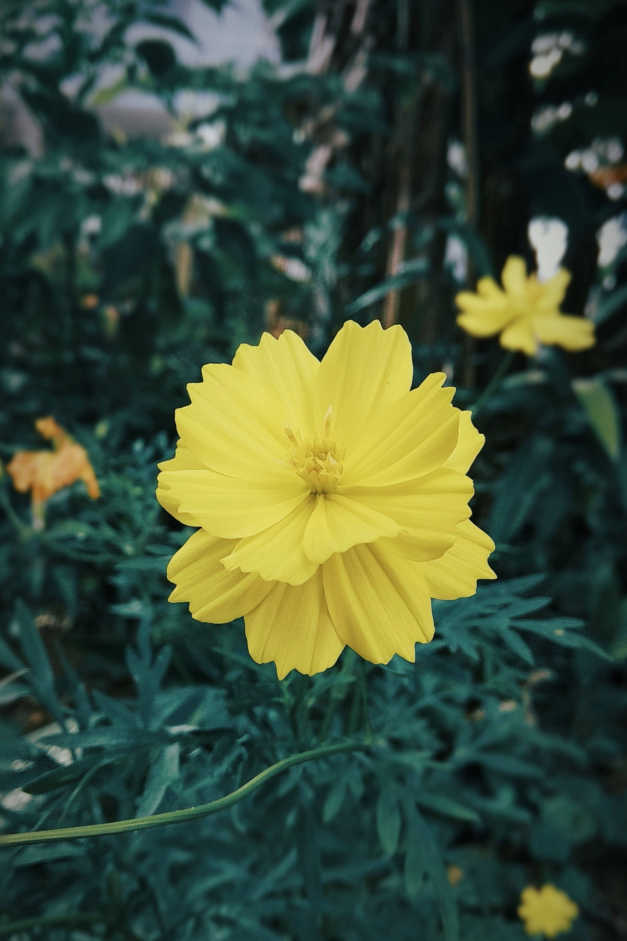 Redmi 4K Keltainen Taustakuvat