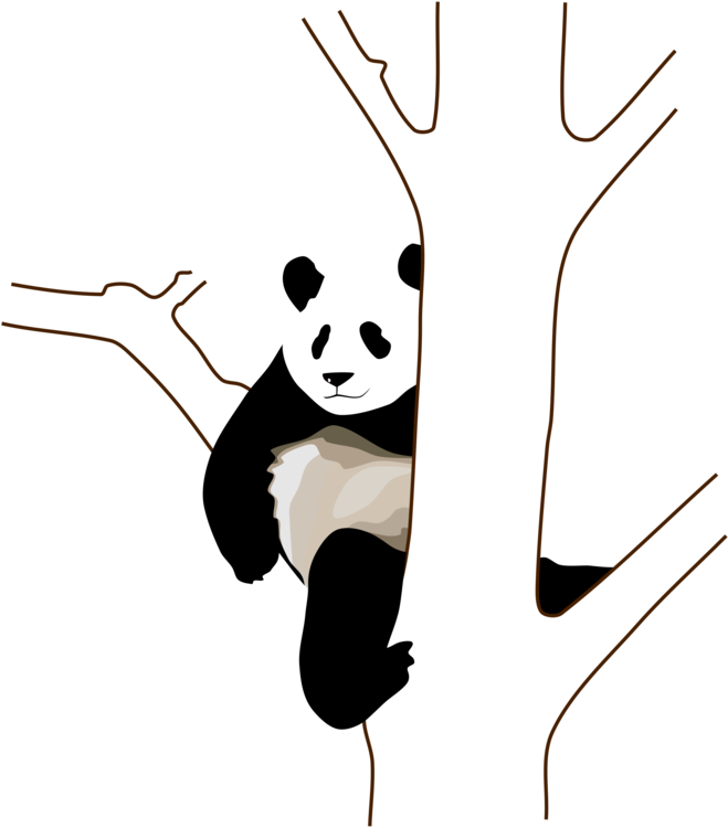 Rento puuhun takertuva panda Taustakuvat