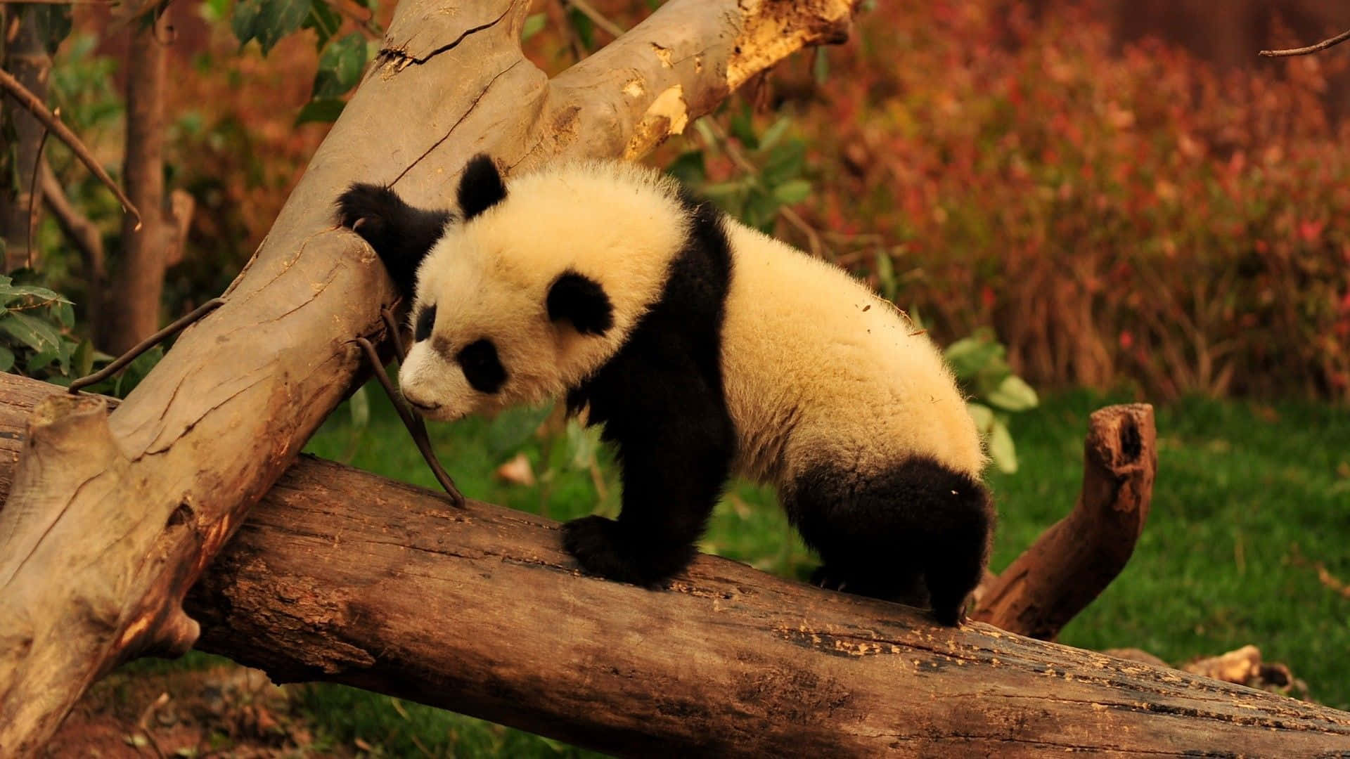 Rentoileva panda istuu kaatuneella puunrungolla Taustakuvat
