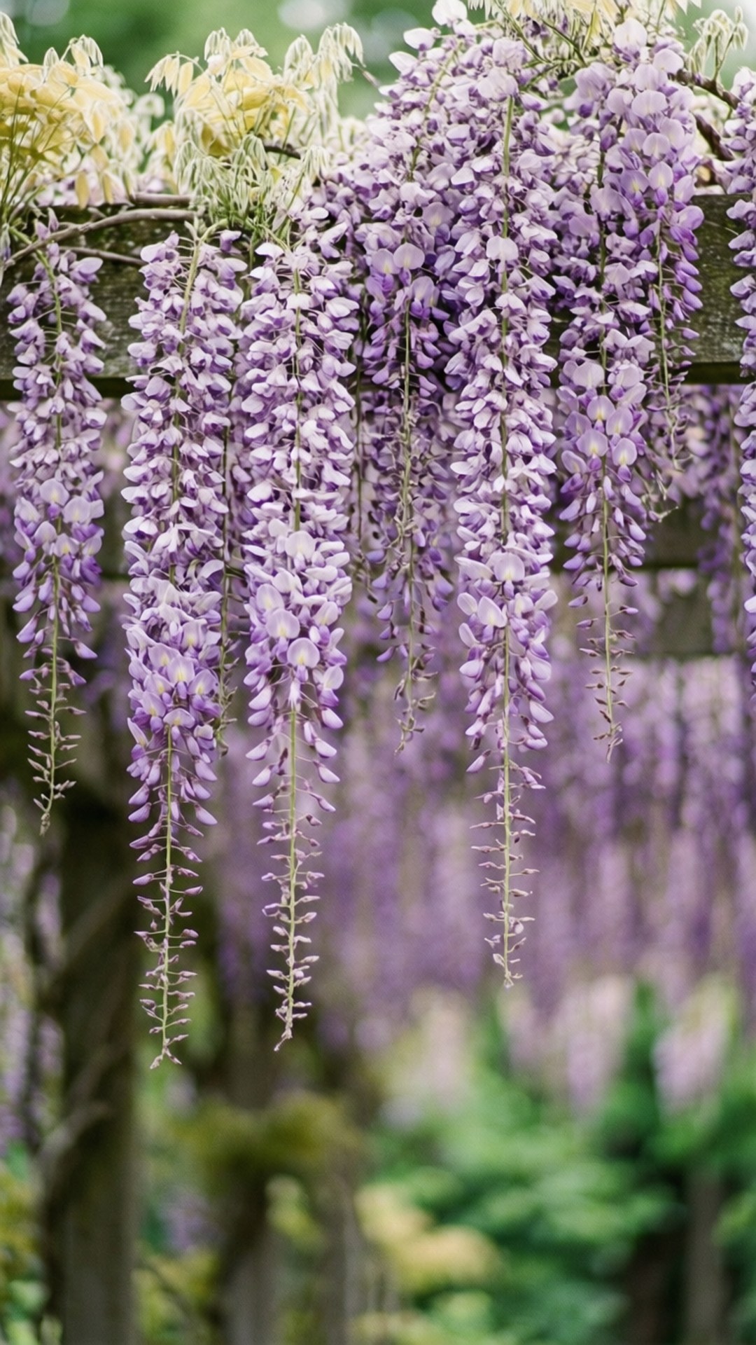 Romanttinen Wisteria-kaskadi Taustakuvat