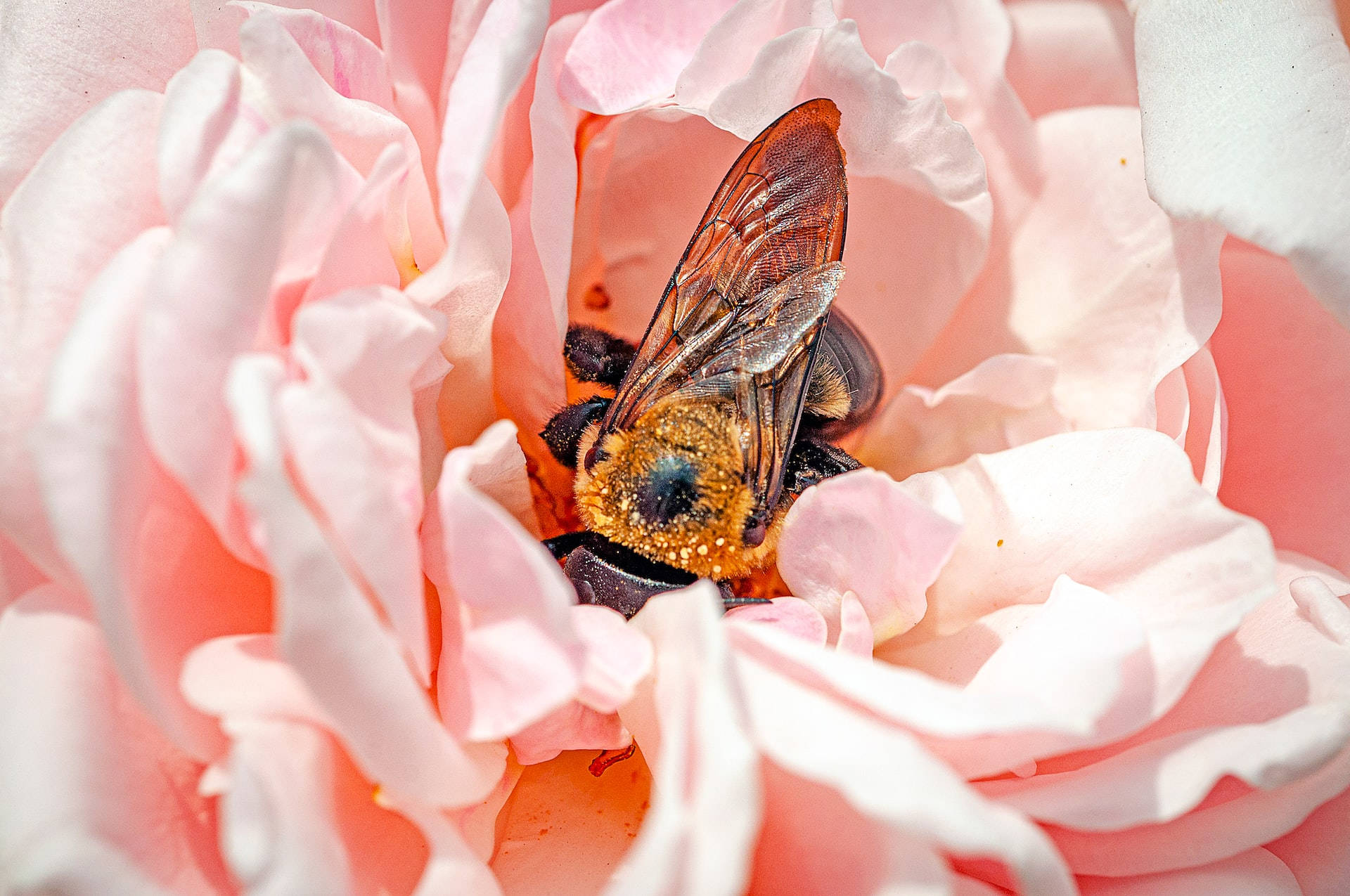 Rose Gold -esteettinen kimalainen Taustakuvat