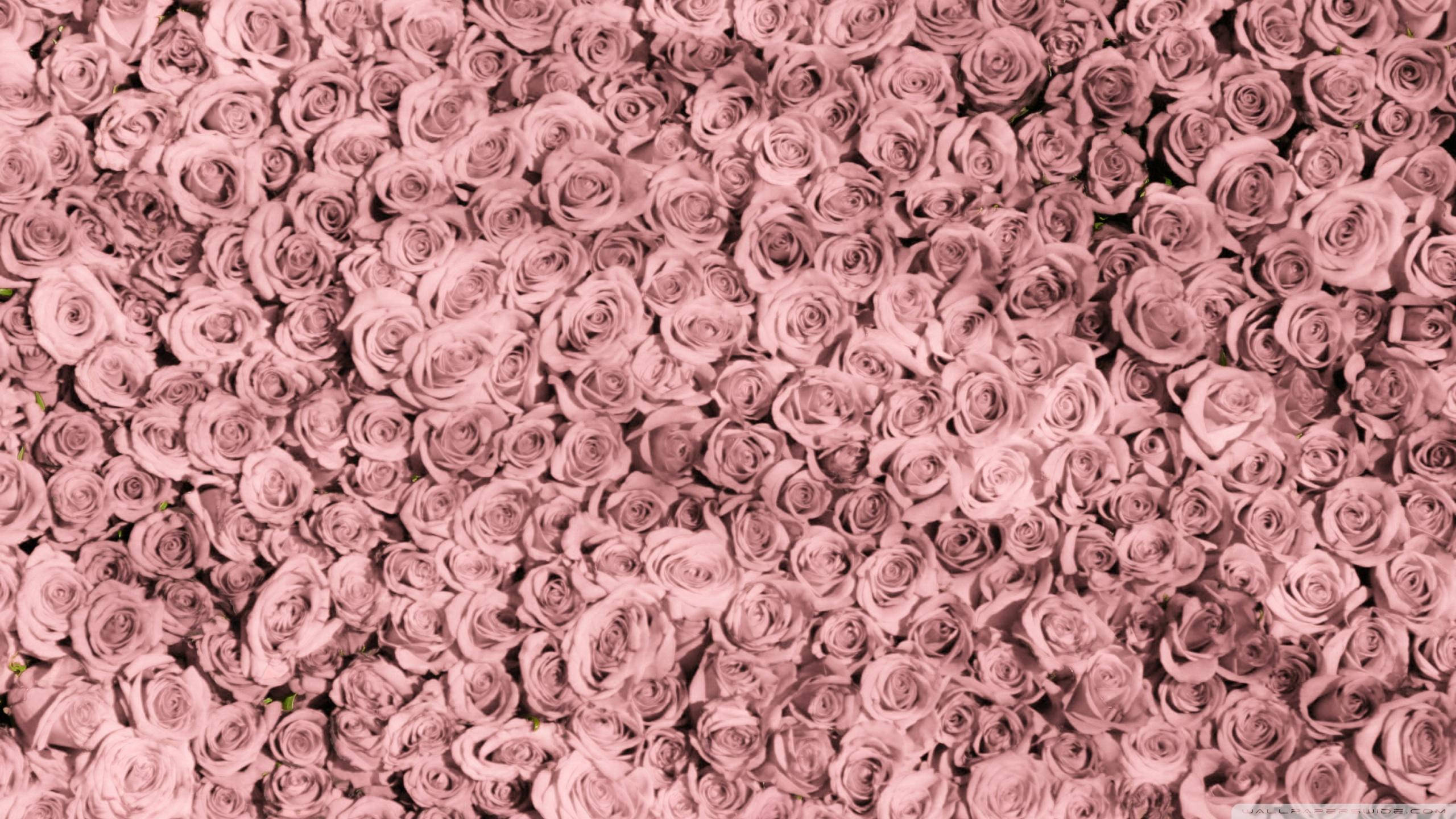 Rose Gold esteettinen työpöytäsuunnittelu Taustakuvat