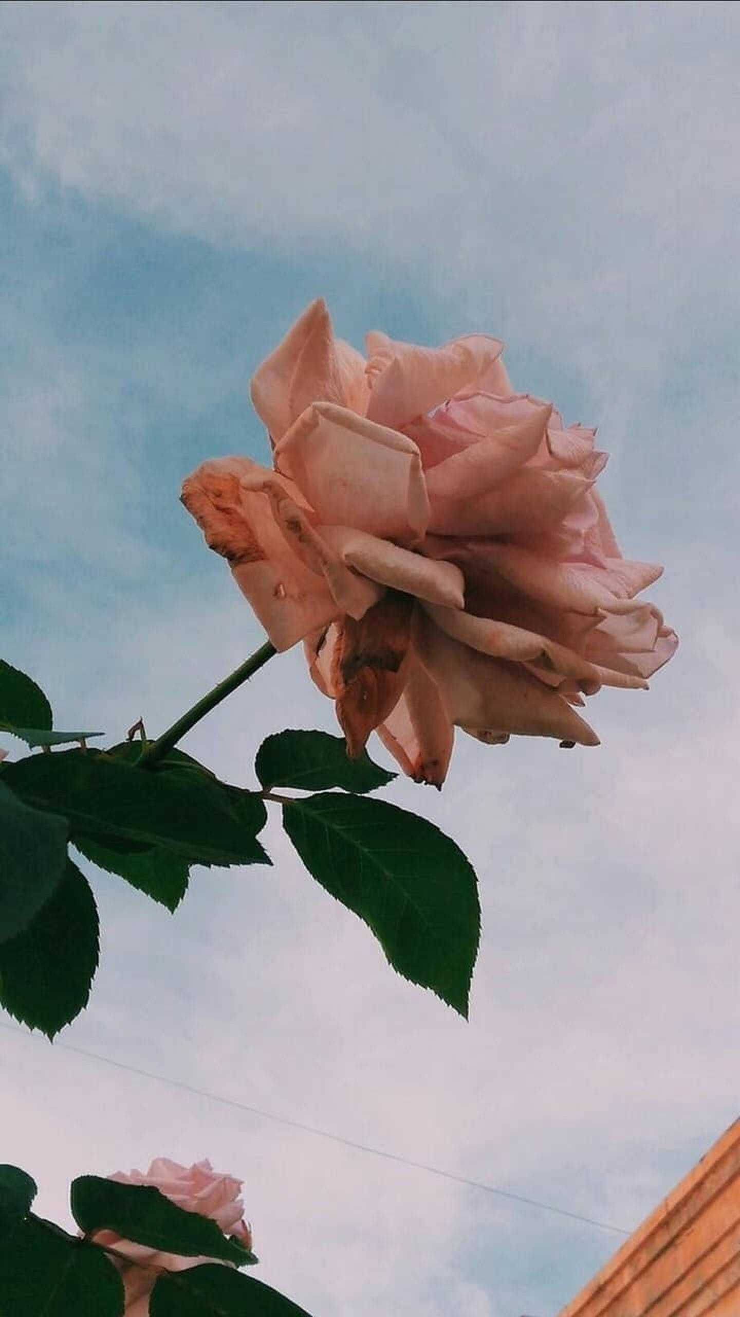 Rose Gold -esteettinen valokuvaus Taustakuvat
