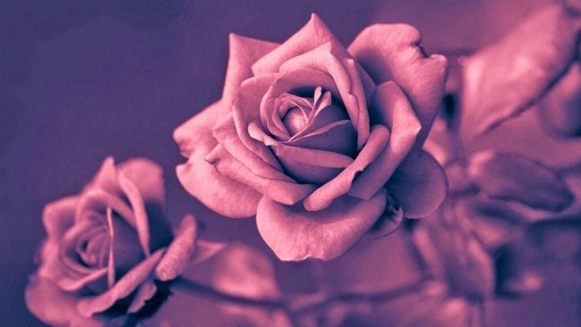 Rose Gold -esteettinen valokuvaus Taustakuvat