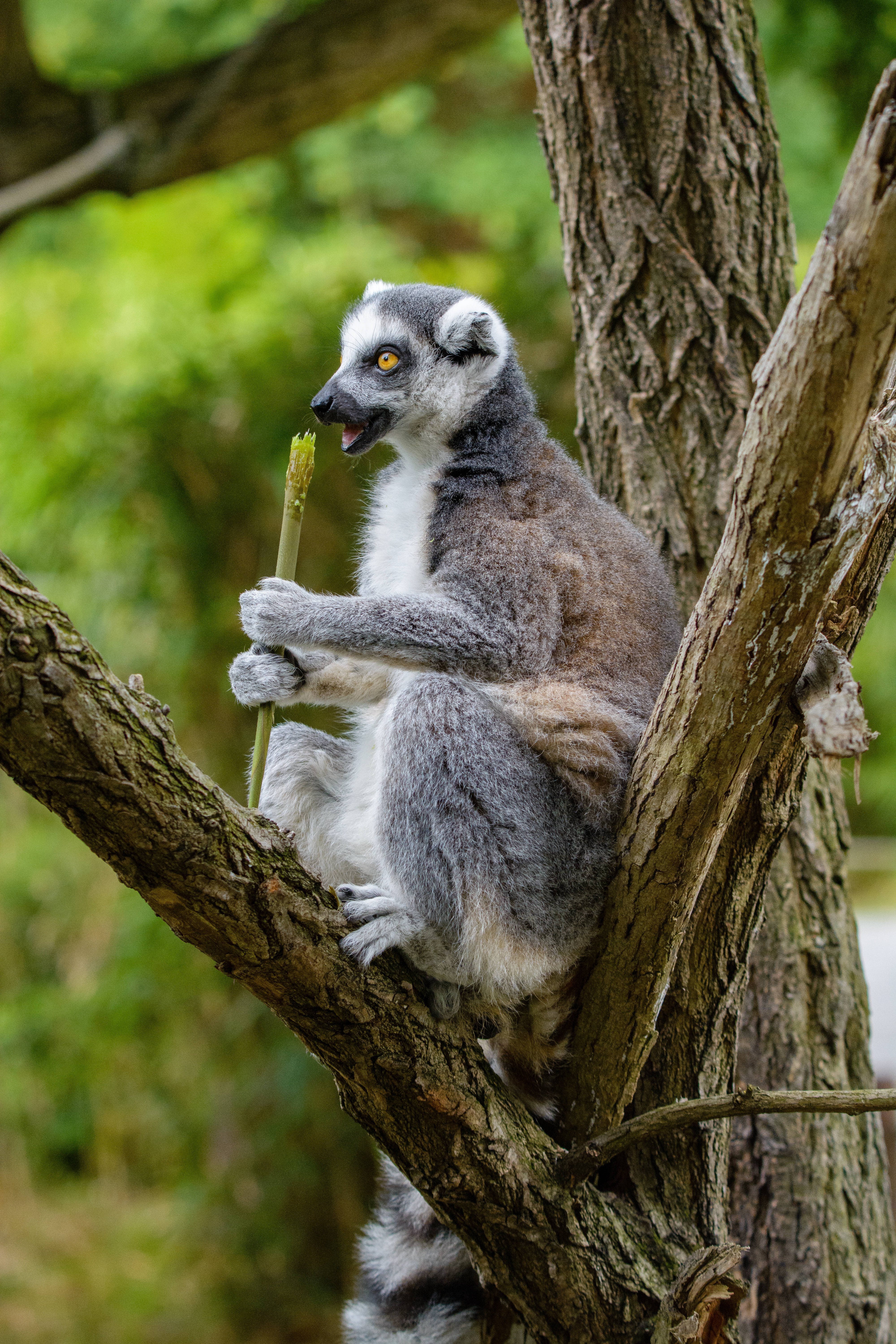 Ruokaa Naposteleva Lemuri Taustakuvat