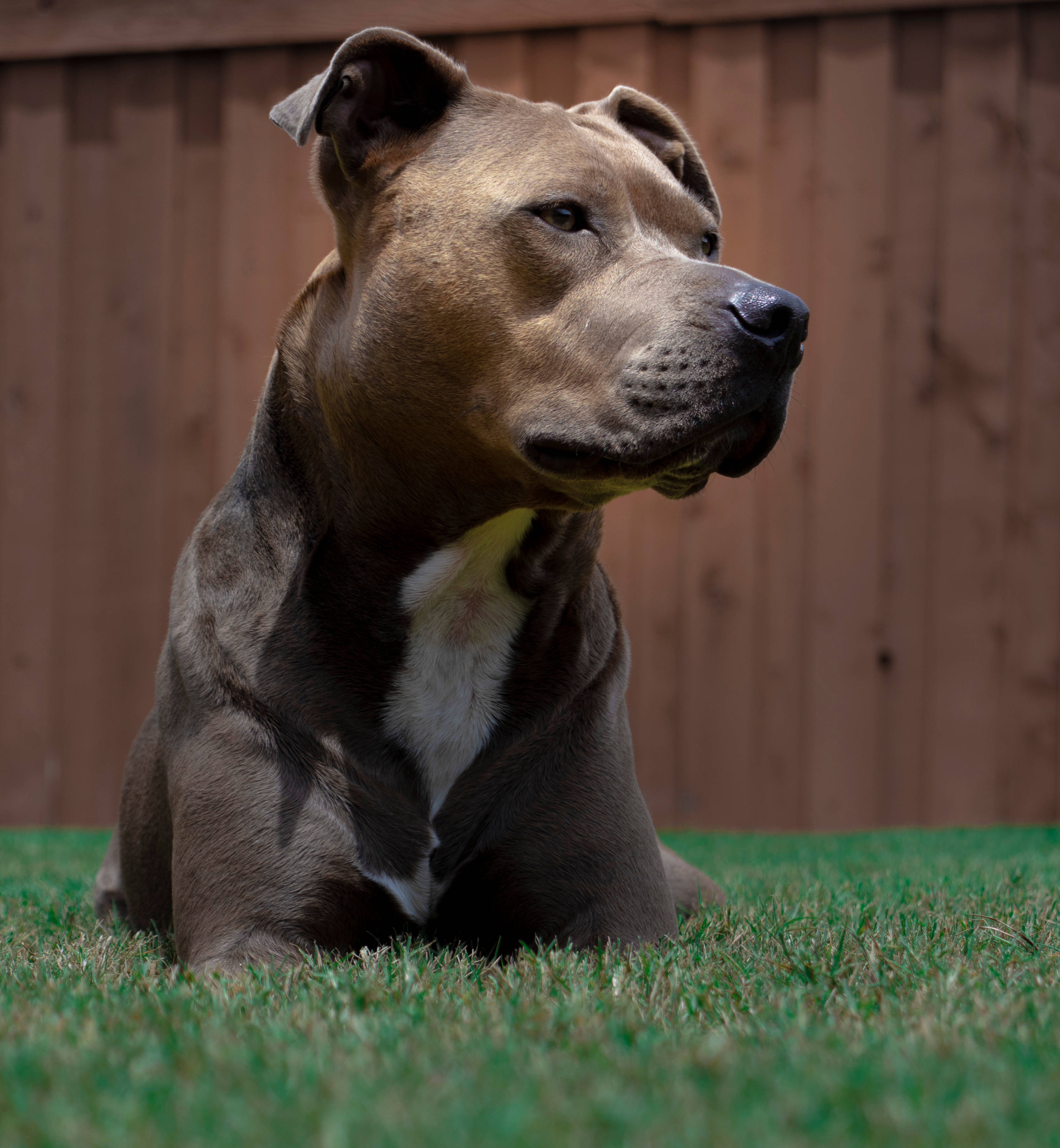 Ruskeavalkoinen amerikanpitbullpentu Taustakuvat