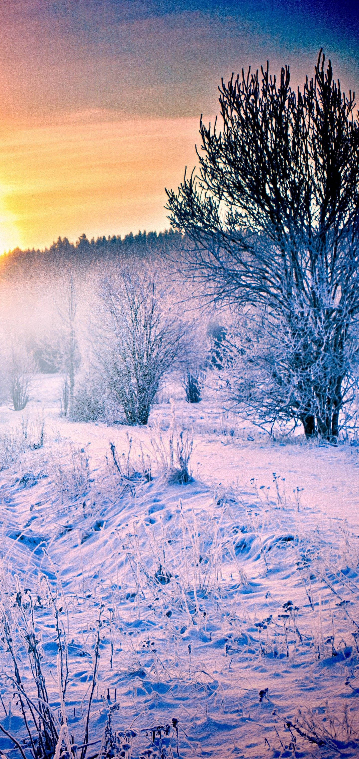 S10 lumimetsän auringonnousu Taustakuvat