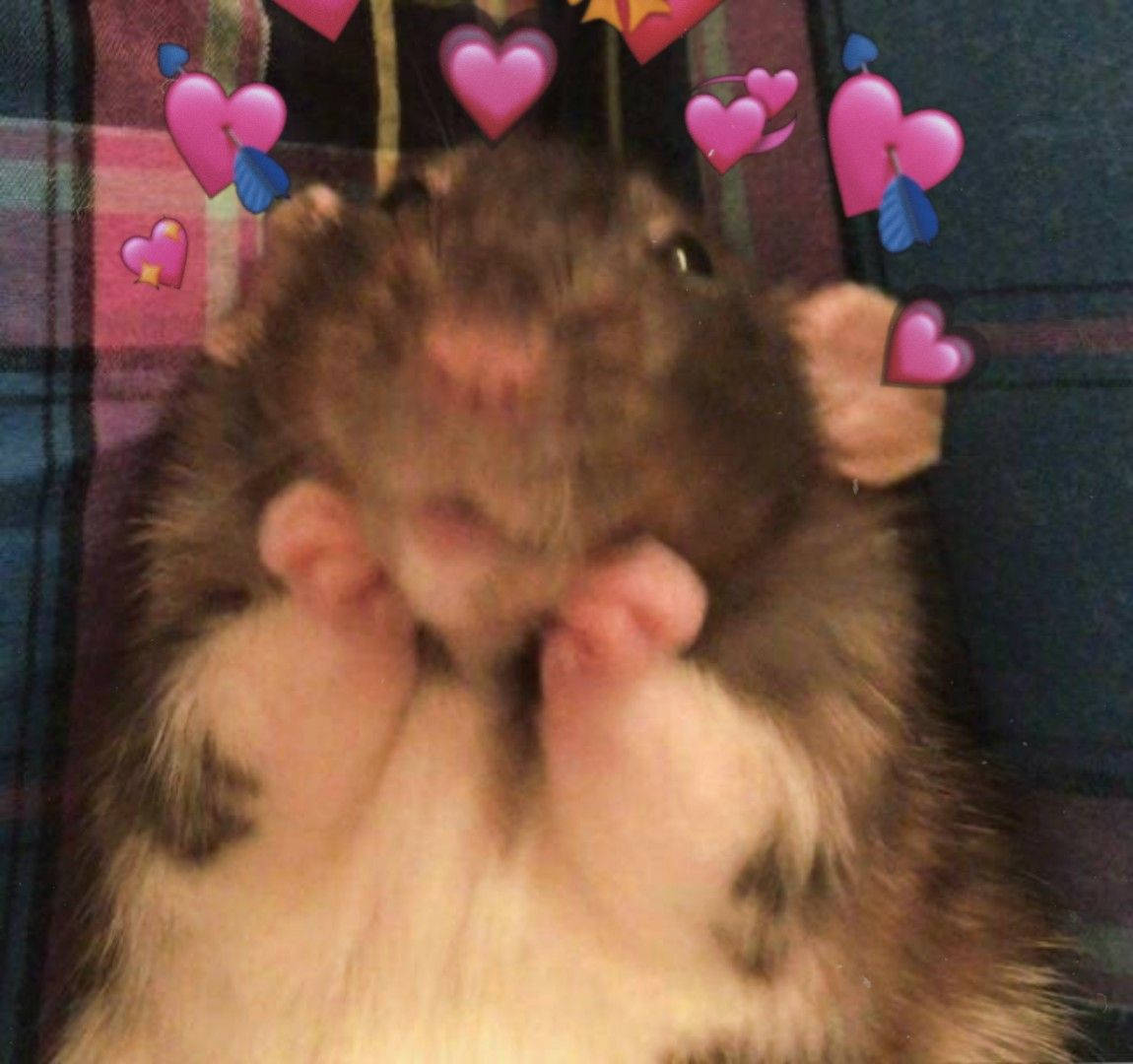 Säälittävä Hamsteri Meemi