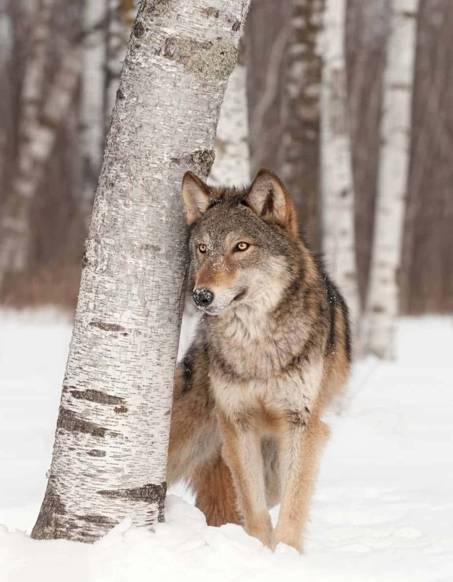 Säihkösilmäinen susi tuijottaa suoraan kameraan. Taustakuvat