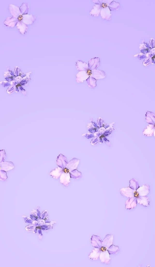 Sakura ja laventeli pastellilila esteettinen tausta Taustakuvat
