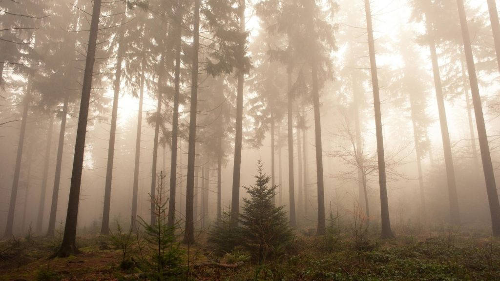 Salaperäinen sumuinen metsä aamunkoitossa Taustakuvat