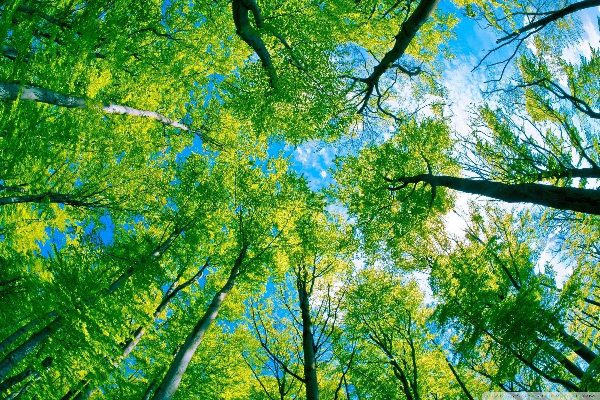 Sammakon silmistä nähty metsänäkymä Taustakuvat