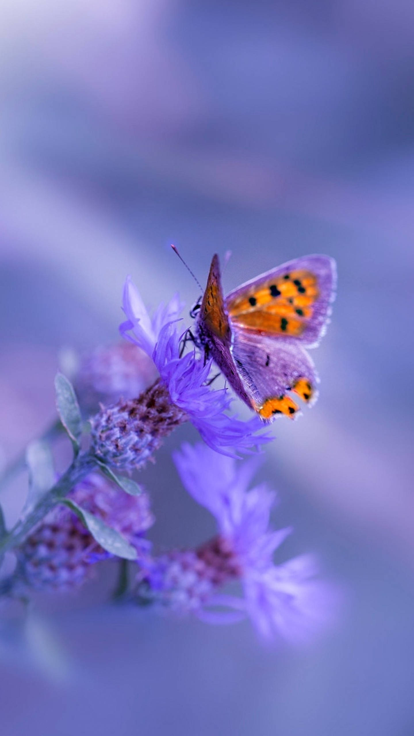 Samsung Galaxy 4K Purppuraperhonen Taustakuvat