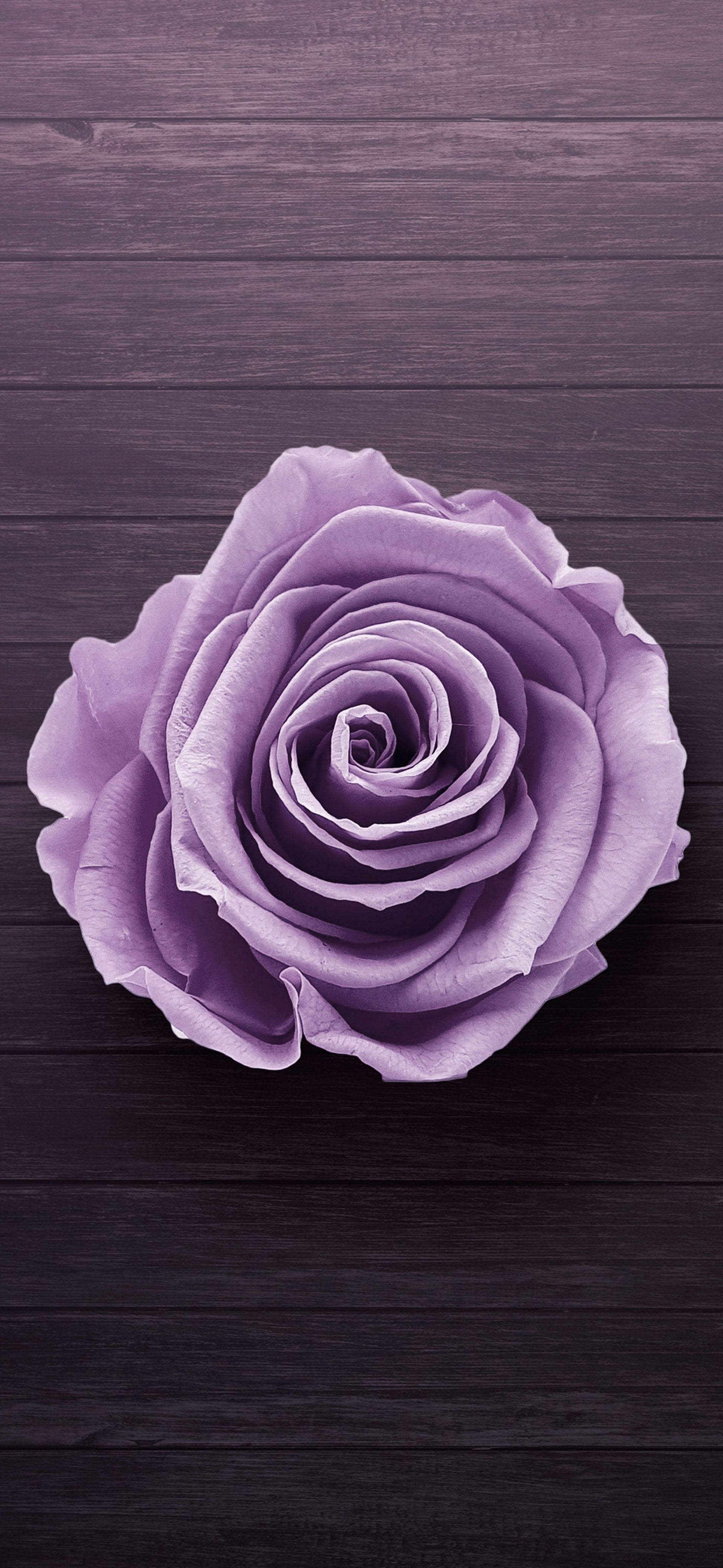 Samsung Galaxy S22 Purppuraruusu Taustakuvat