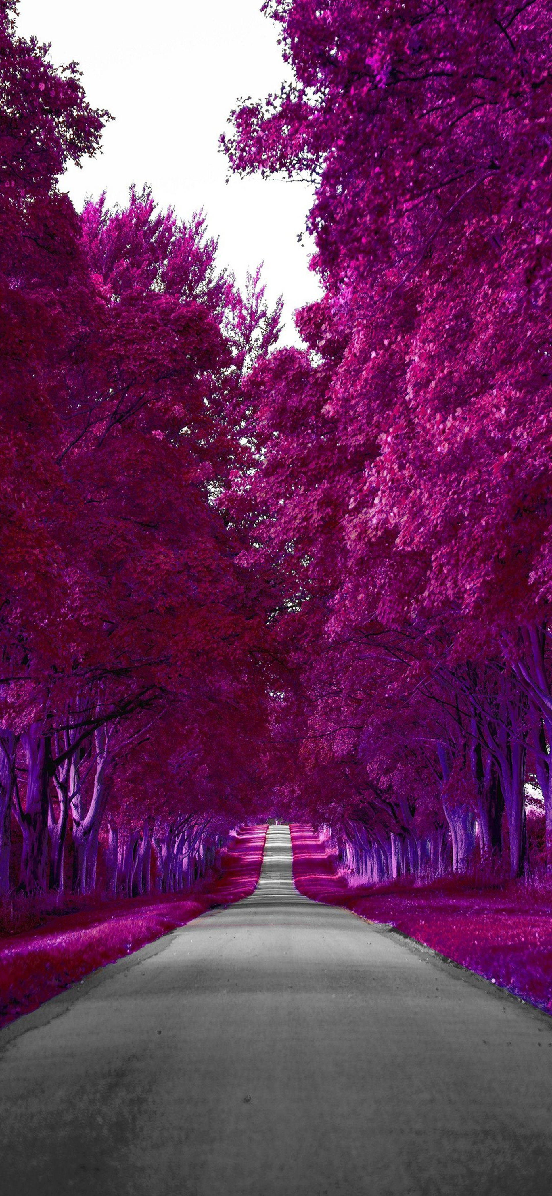 Samsung Galaxy S22 Purppurasyksy Taustakuvat