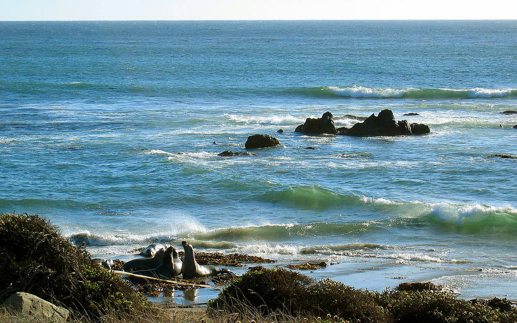 San Simeonin villieläimet Taustakuvat