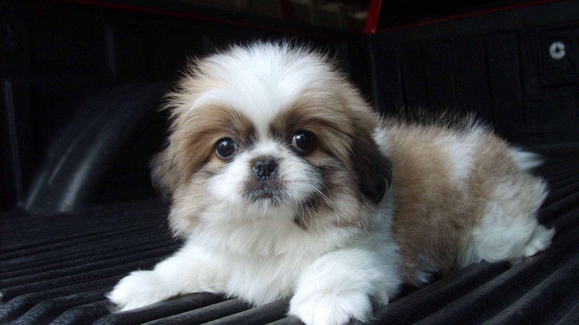Shih Tzu -pentu katsomassa kameraan Taustakuvat