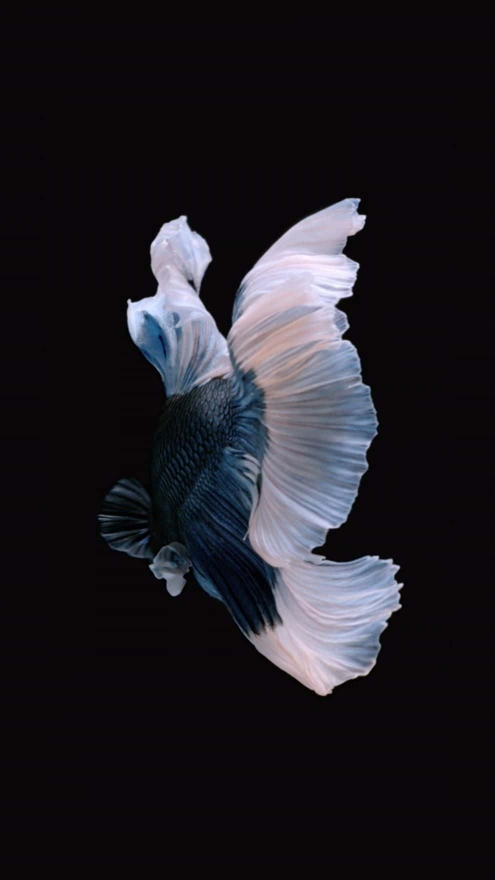 Siamese Fighting Fish iPhone 7 Plus Live Taustakuvat