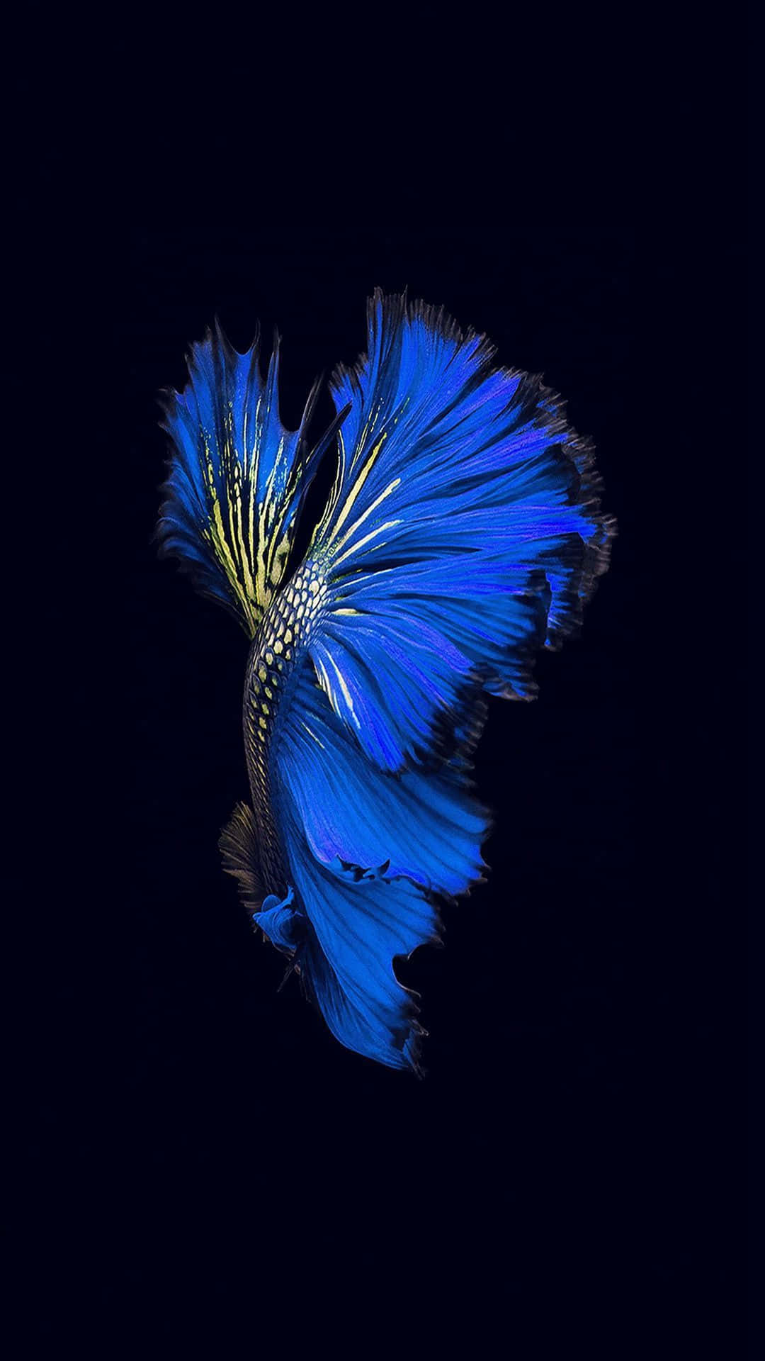 Siamese Fighting Fish iPhone 7 Plus Live Taustakuvat