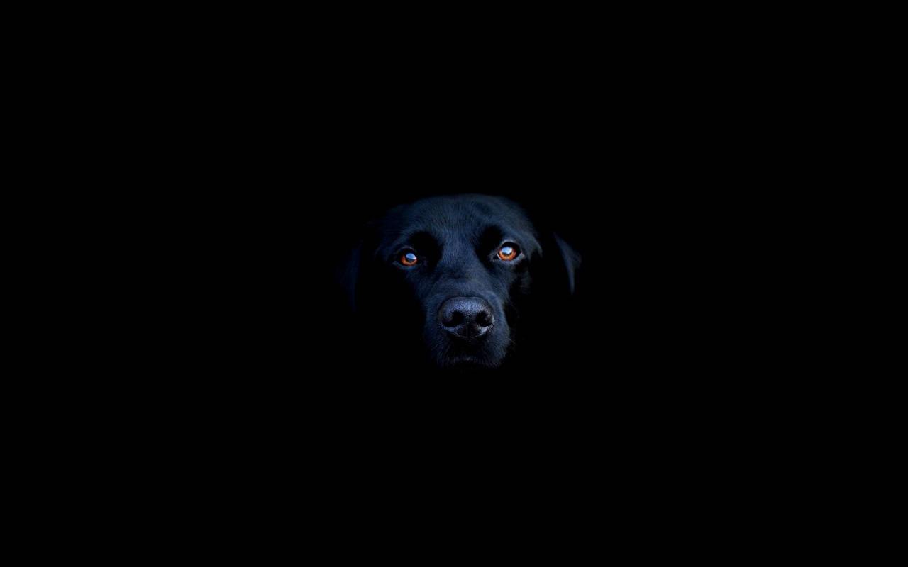 Siisti musta labradorinnoutaja Taustakuvat