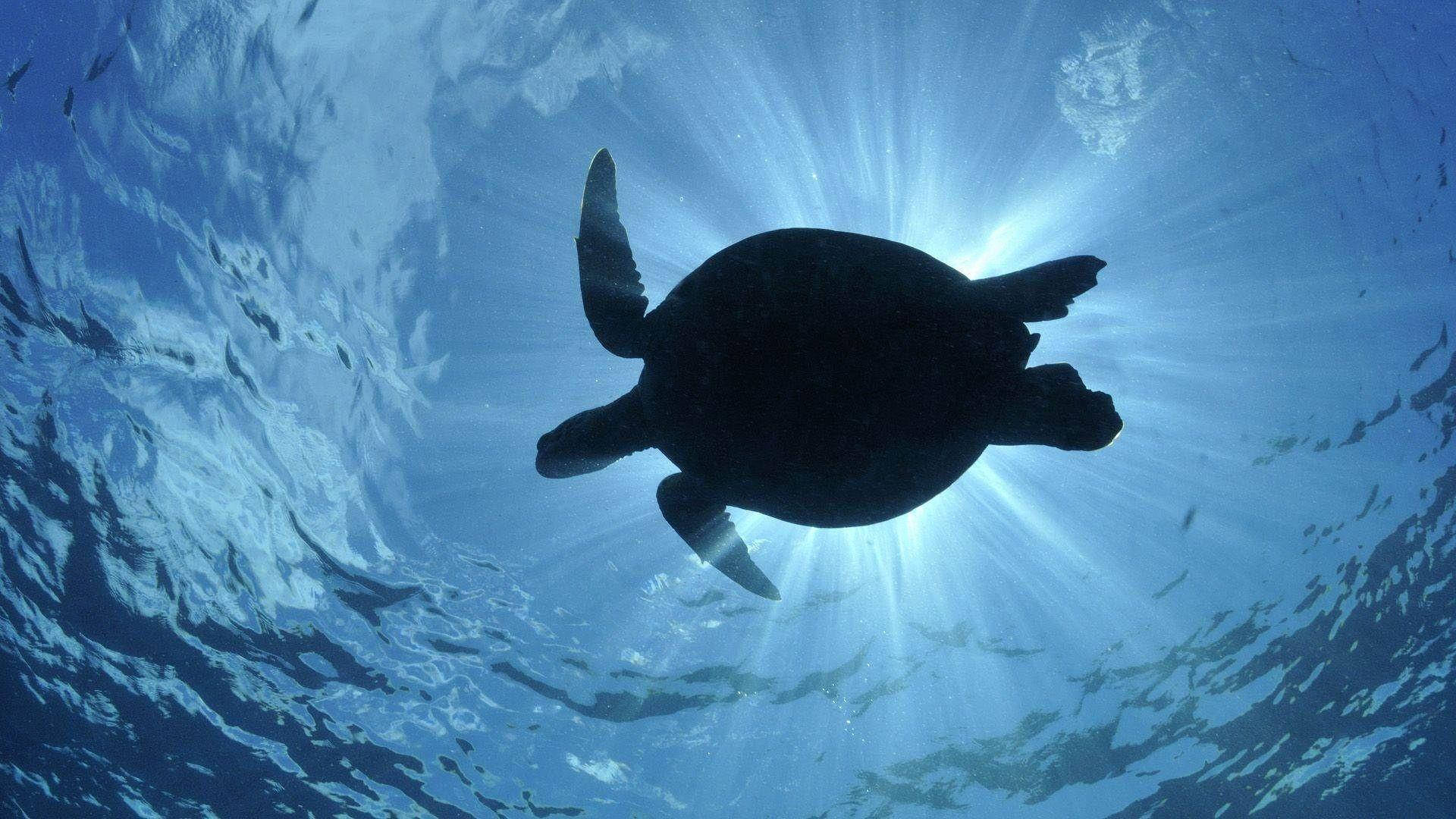Siluettimerikilpikonna Taustakuvat