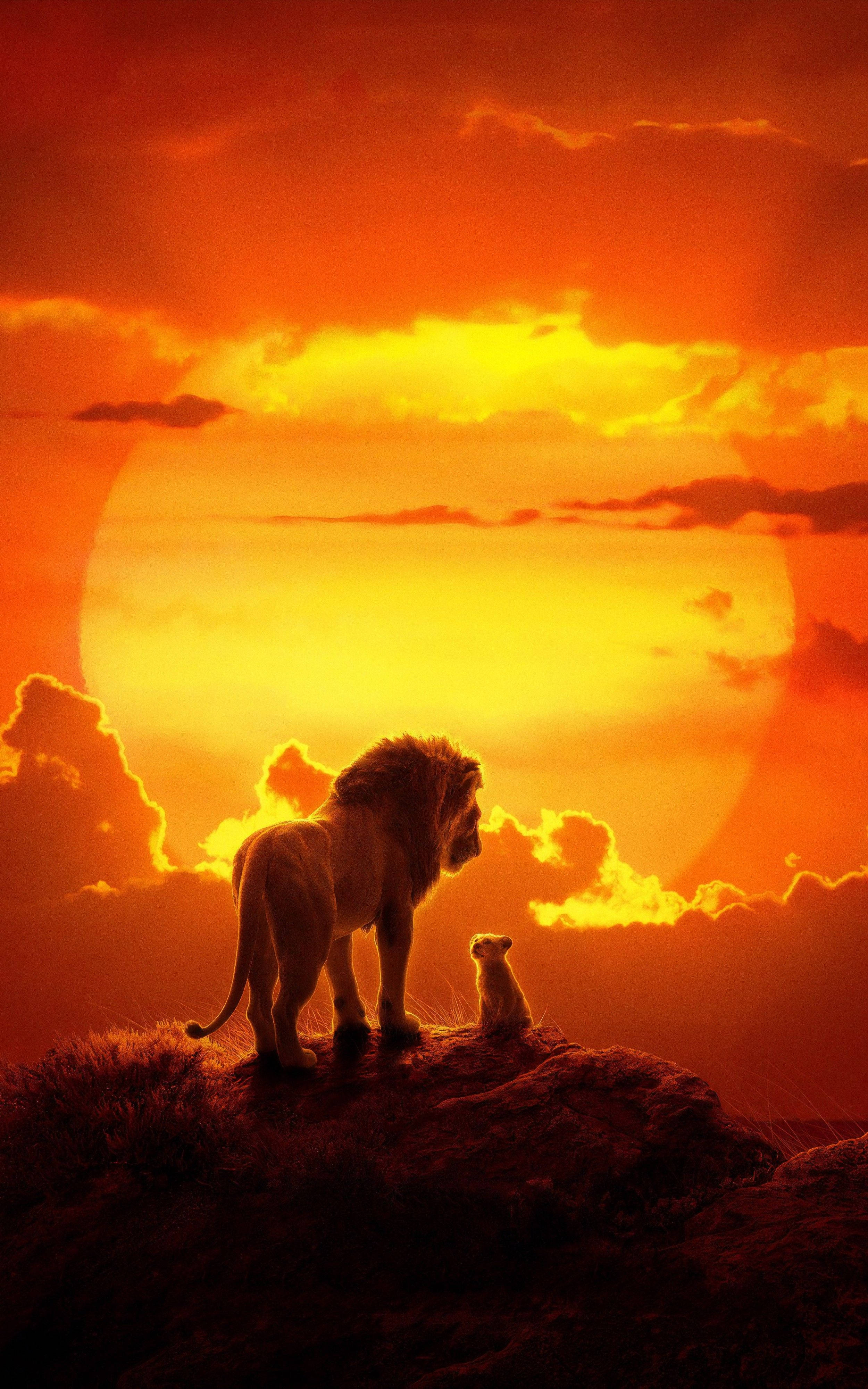 Simba katselee Afrikan auringonlaskua Taustakuvat