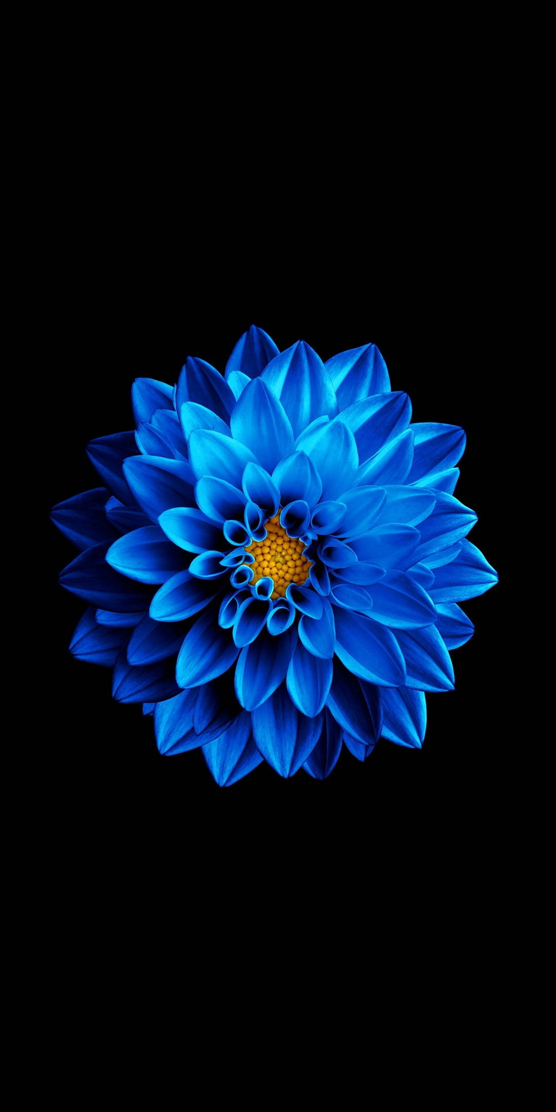 Sininen kukka mustalla amoled Taustakuvat
