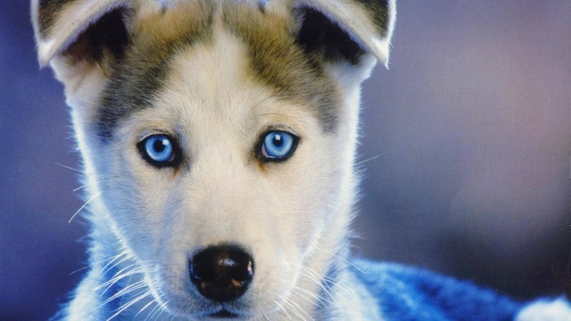 Sininen silmäinen ruskea huskynpentu Taustakuvat