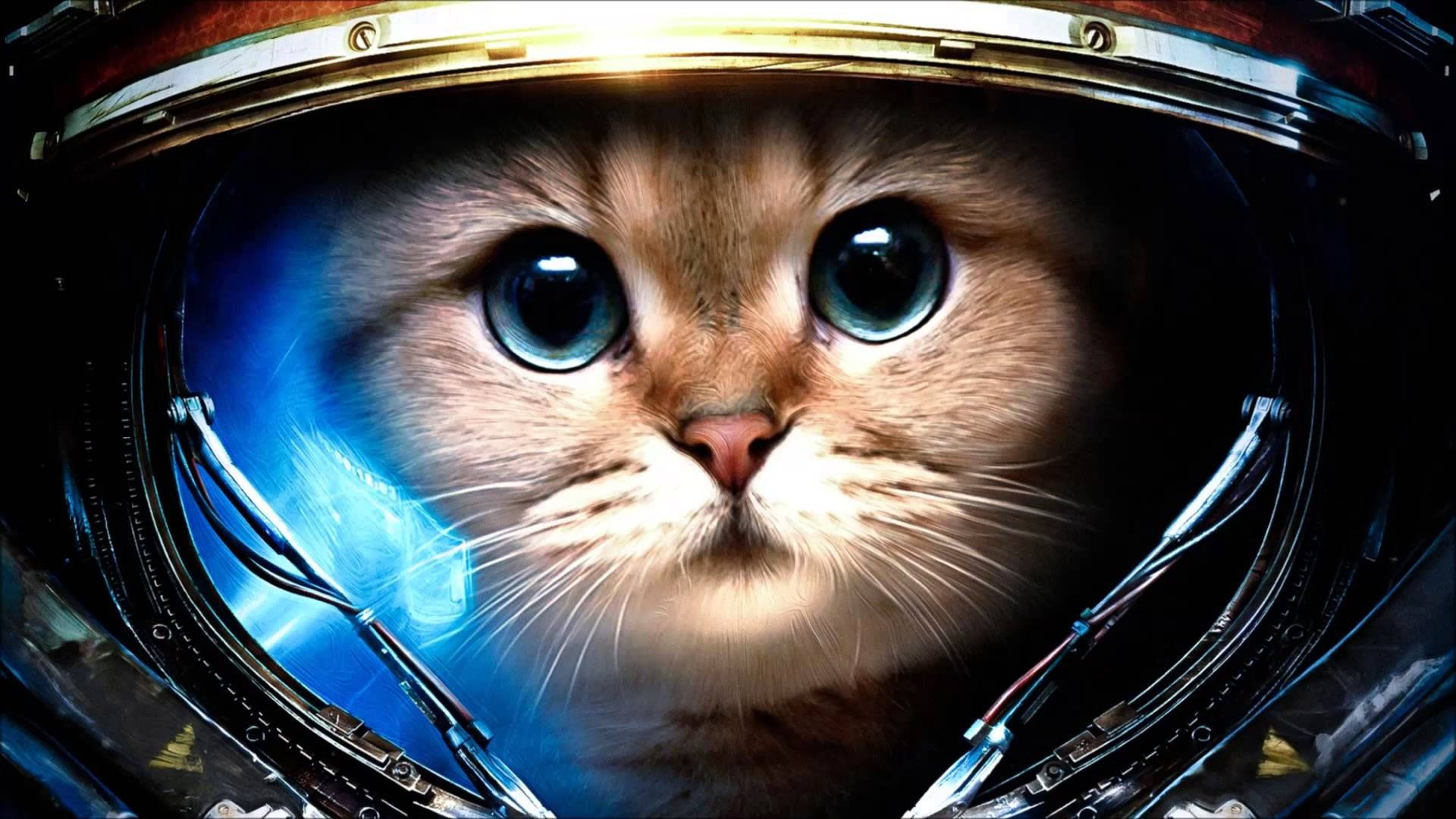 Söpö astronauttikissa tietokone Taustakuvat