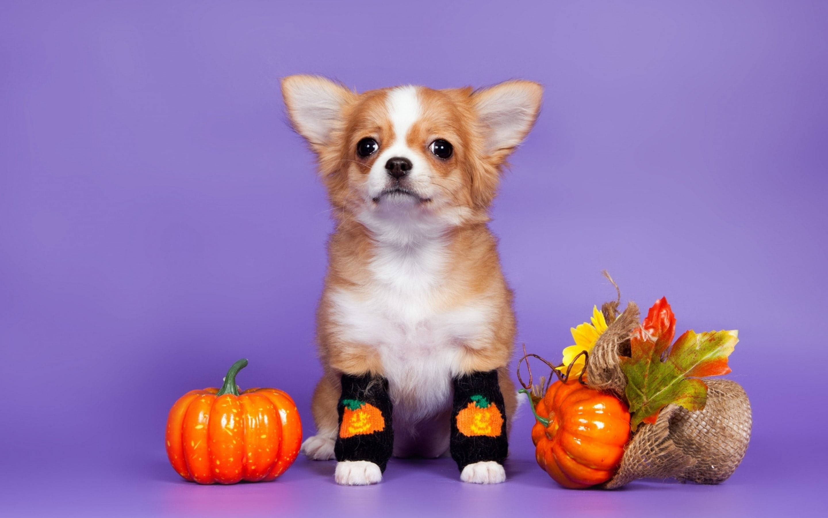 Söpö esteettinen Halloween-koira Taustakuvat