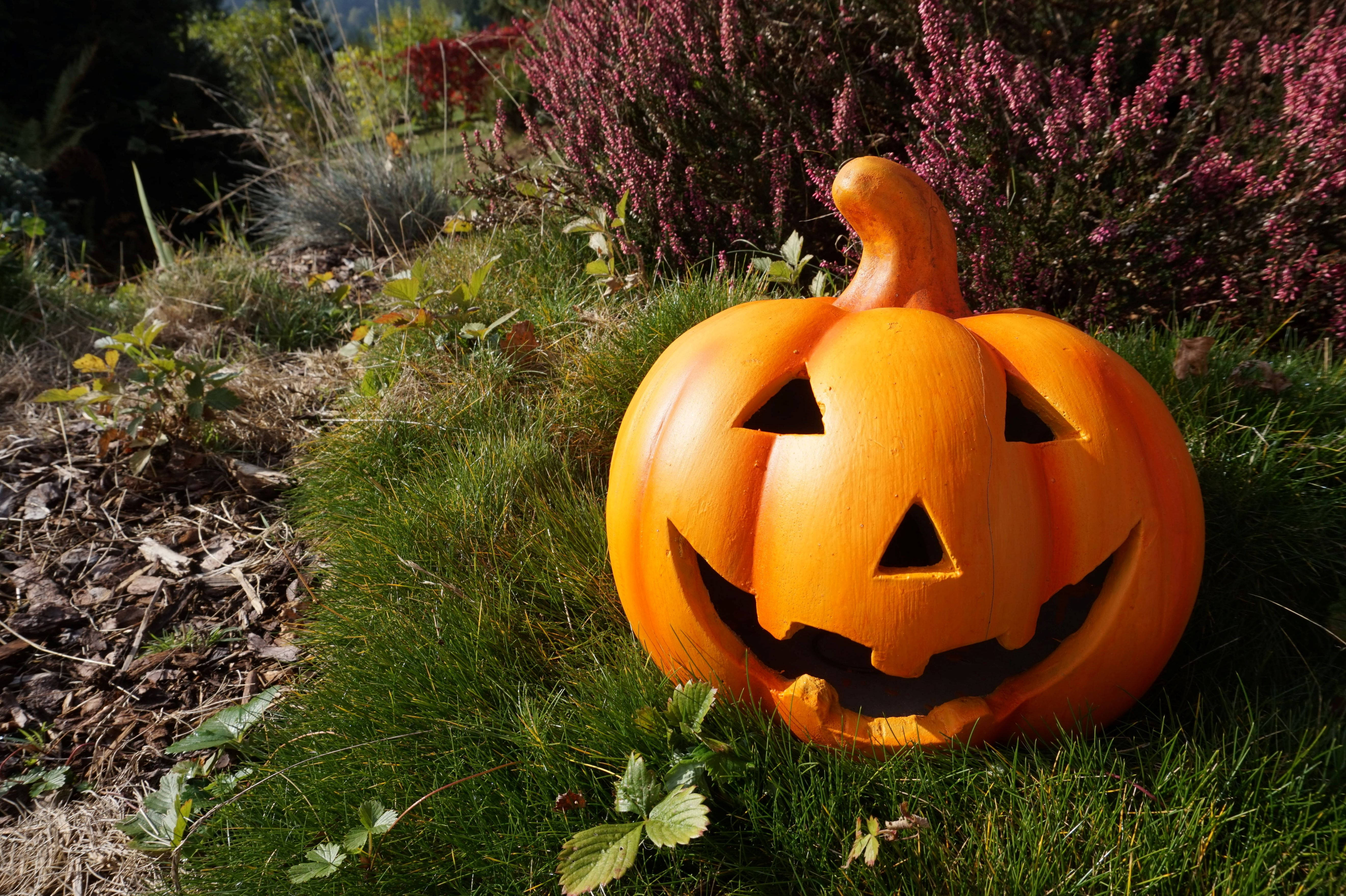 Söpö halloweenkurpitsa auringon alla Taustakuvat