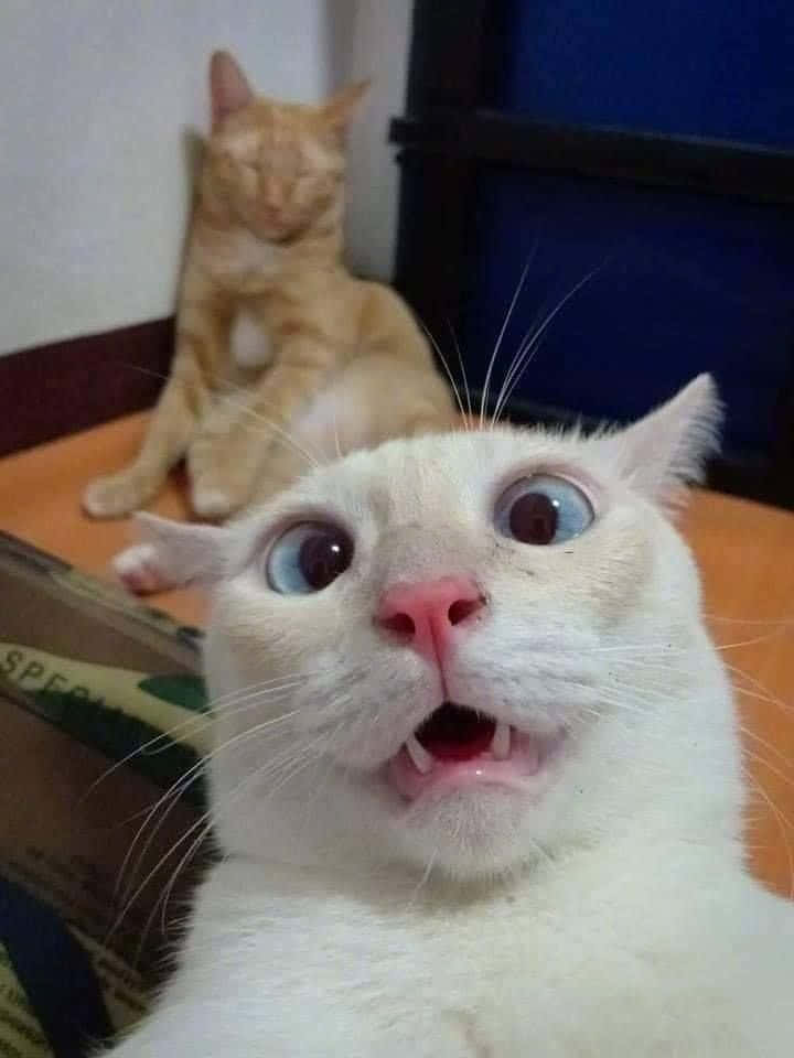 Söpö hassu kissa typerä järkyttynyt naama selfie-kuvat Taustakuvat