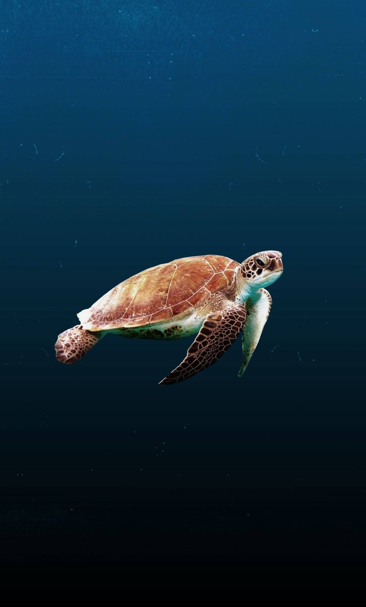 Söpö kilpikonna viininpunaisella kuviolla Taustakuvat