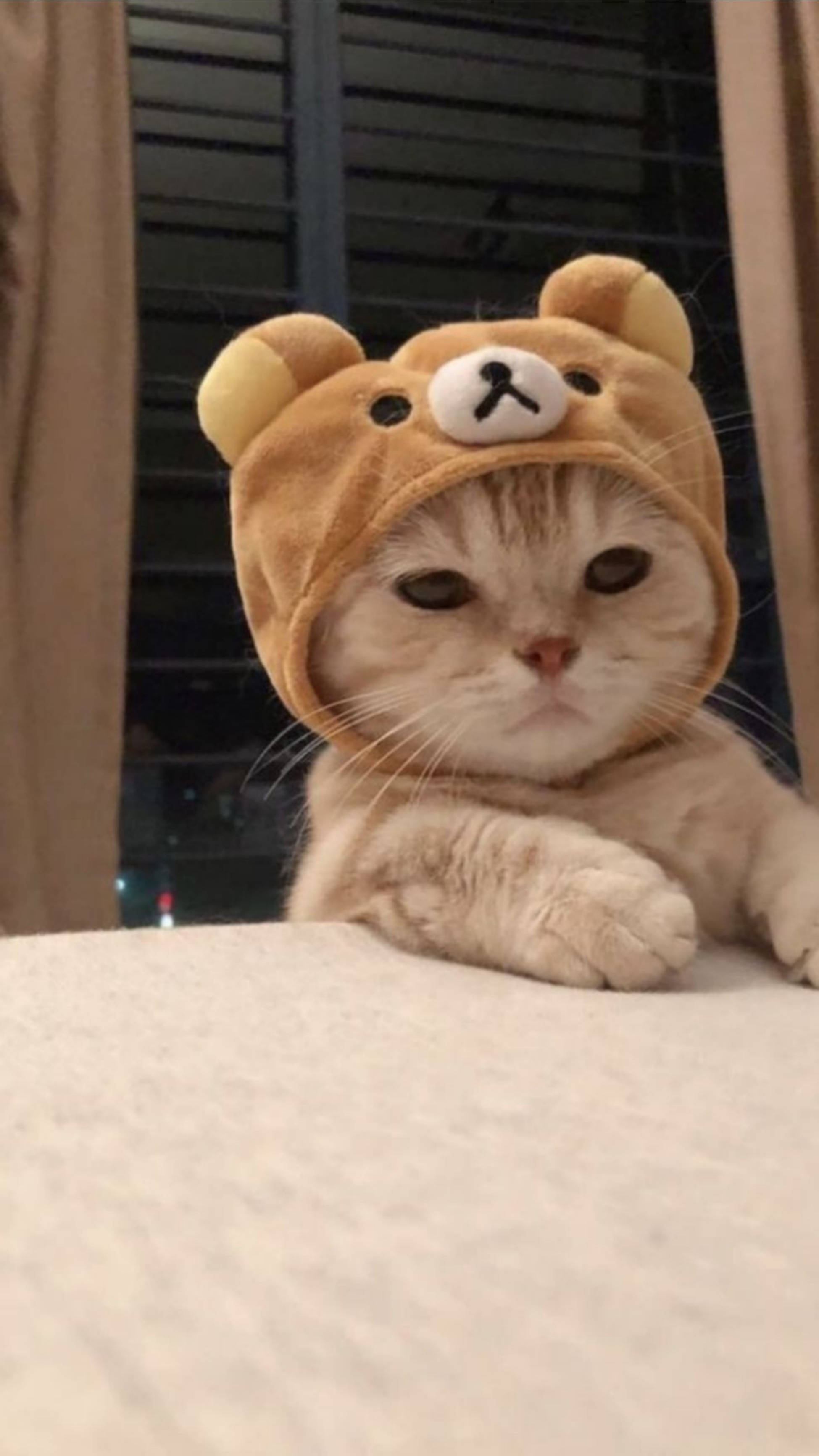 Söpö kissa estetiikka Rilakkuma-hattu Taustakuvat