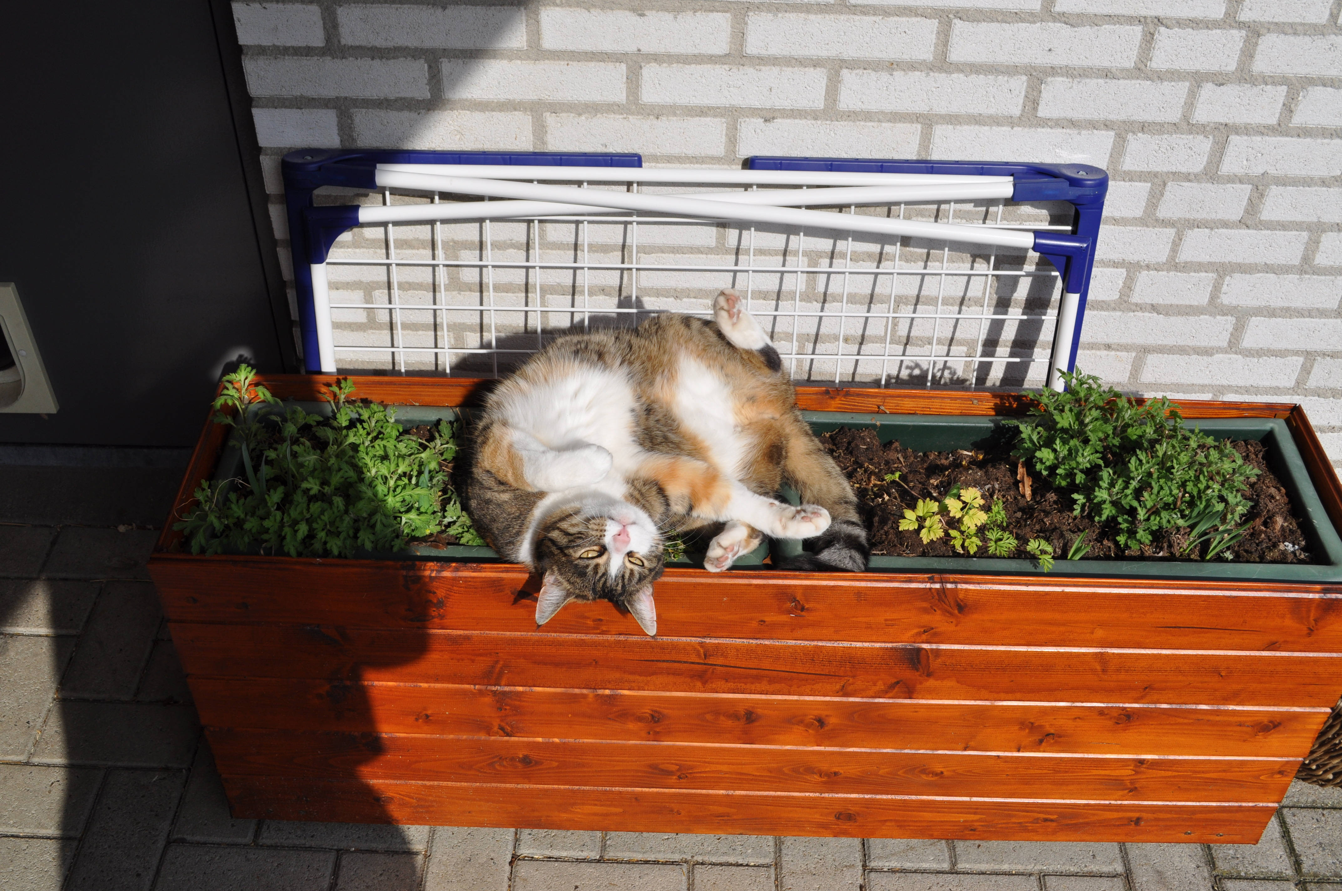Söpö kissa kukkalaatikossa Taustakuvat