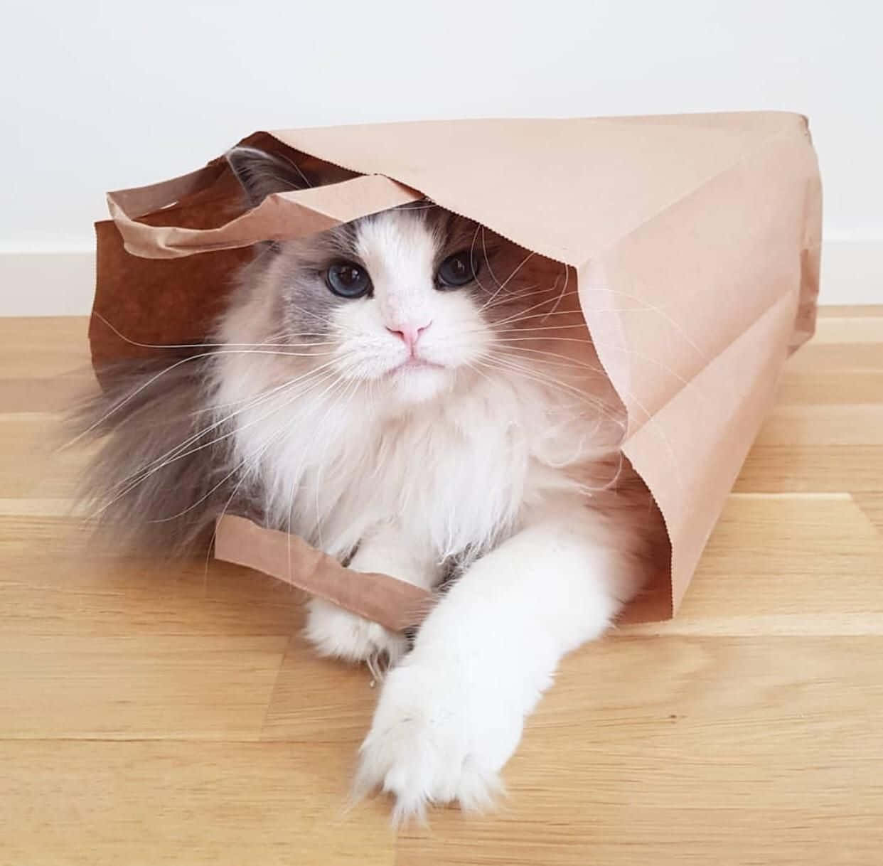 Söpö kissa paperipussissa Taustakuvat