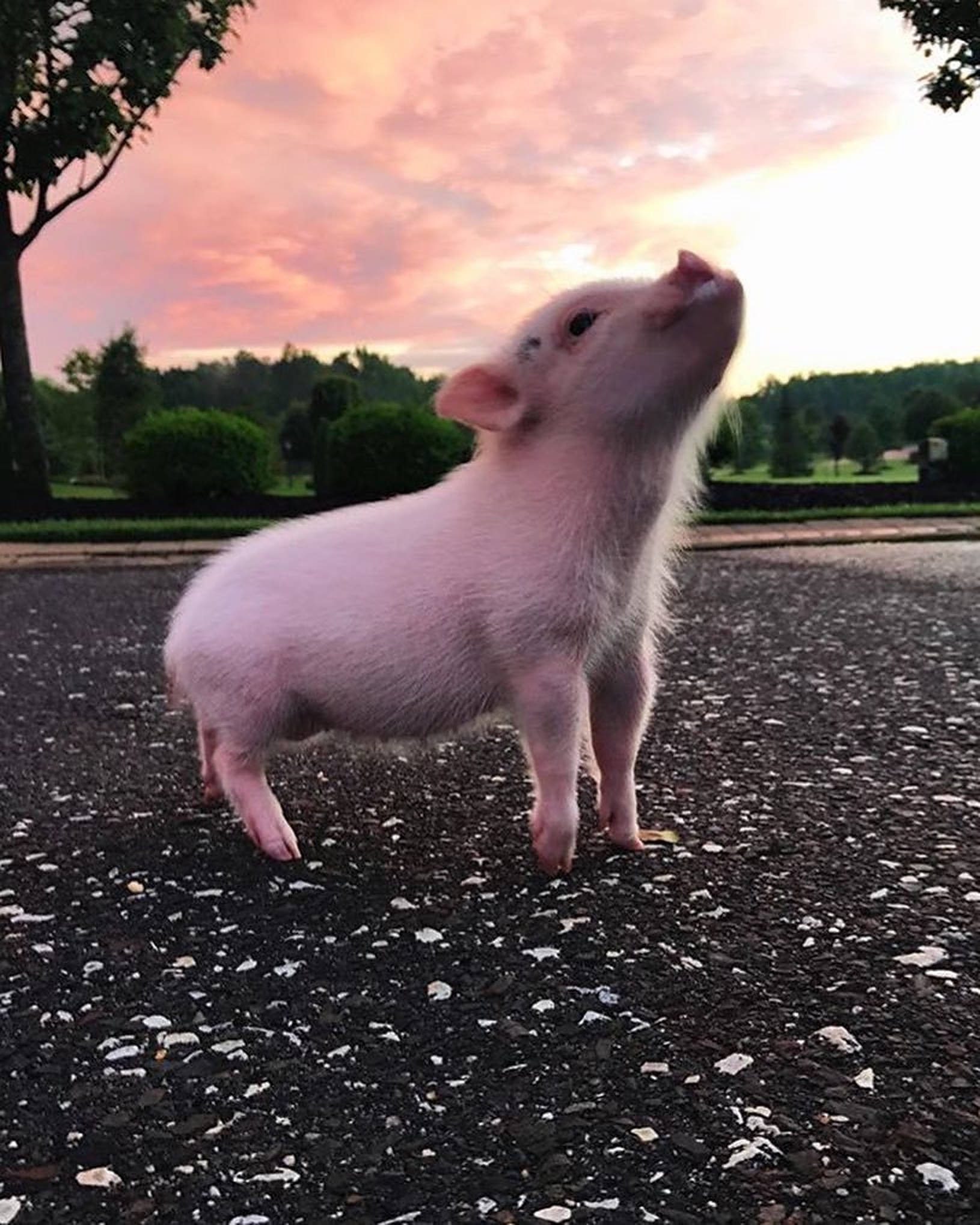 Söpö possuvalokuvaus Taustakuvat