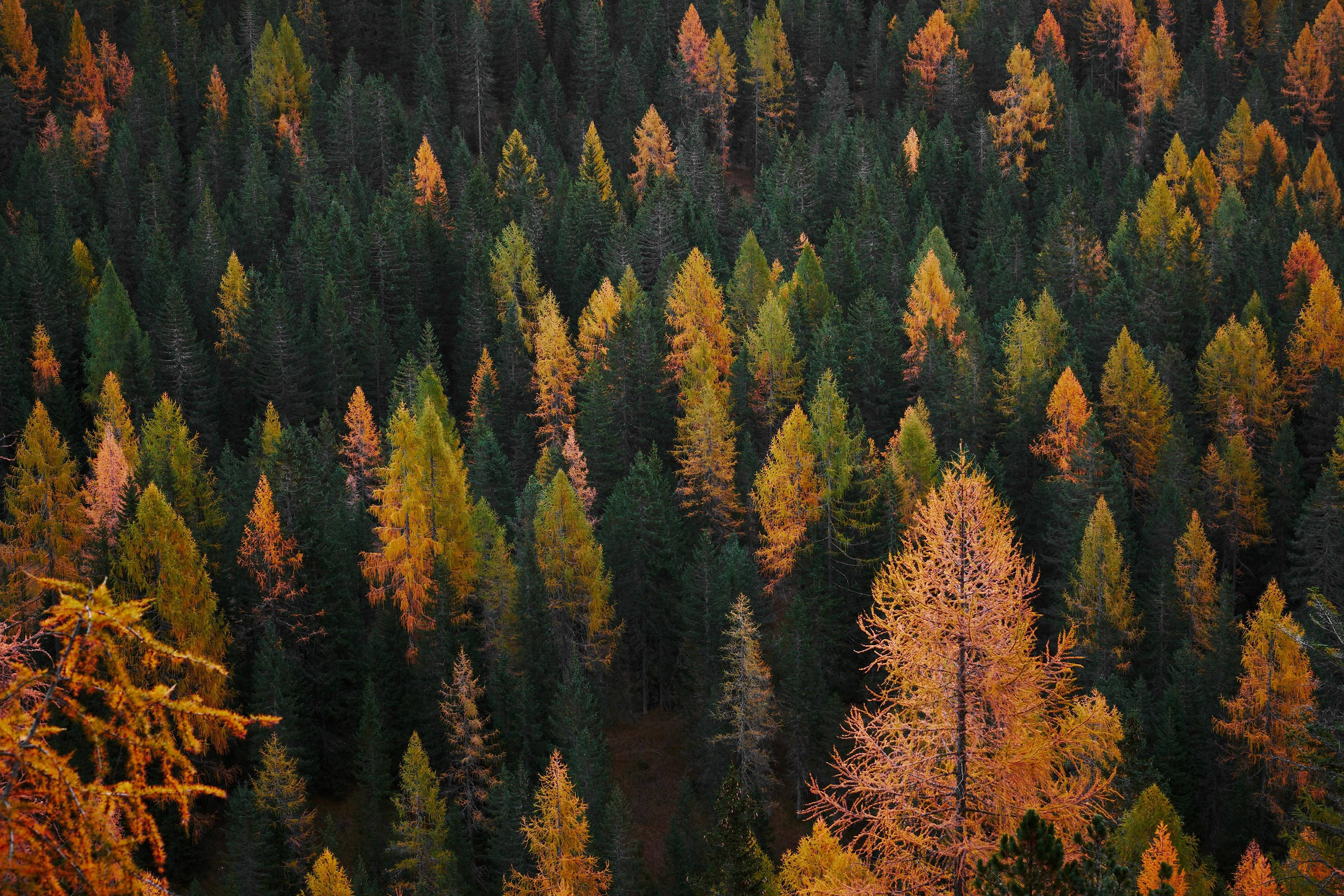 Söpö syysesteettinen mäntymetsä Taustakuvat