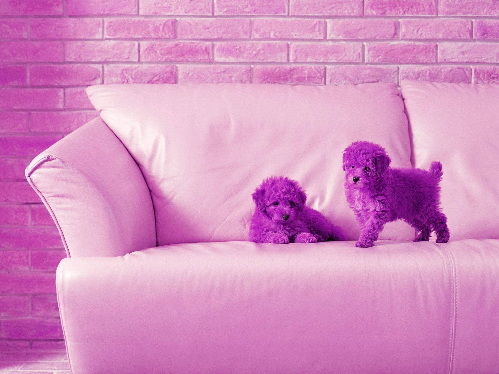 Söpöt violetit bichon-pennut työpöydälle Taustakuvat