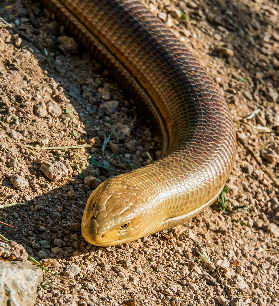 Spectacular Male Glass Lizard on Dry Soil Taustakuvat