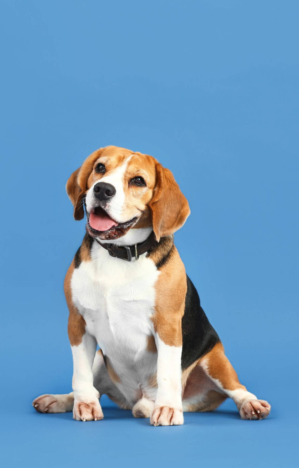 Suloinen beagle koira pastellinsinisellä taustalla Taustakuvat
