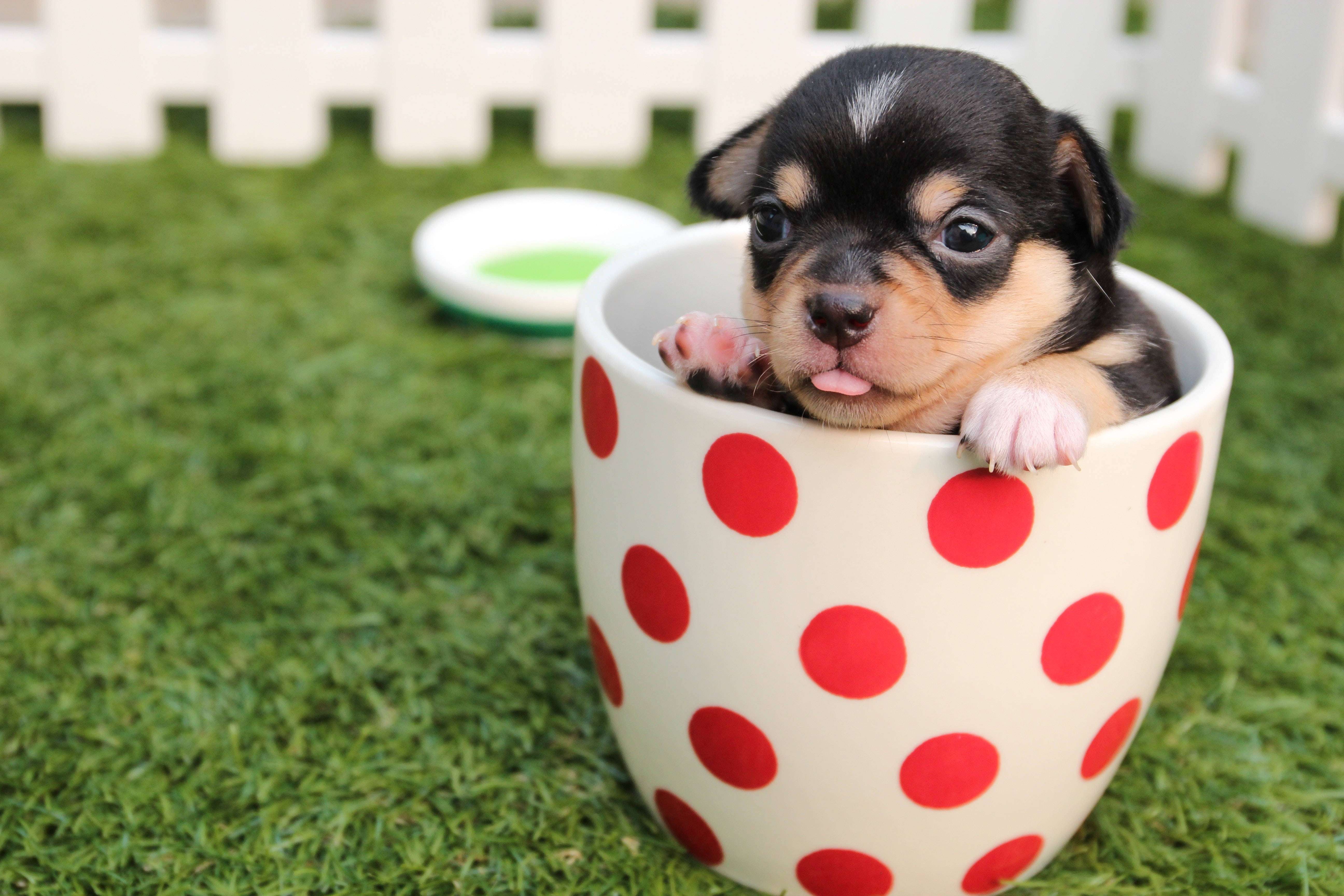 Suloinen chihuahuanpentu kupissa Taustakuvat