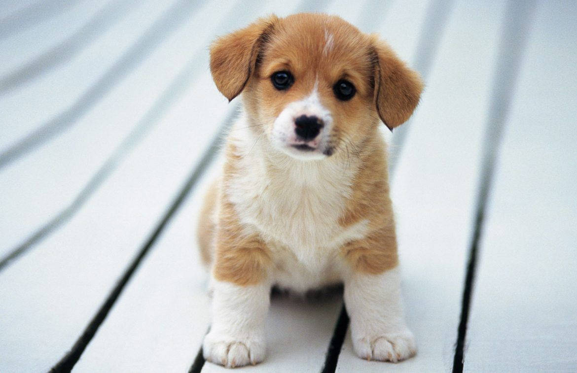 Suloinen corgi-koira utelias Taustakuvat