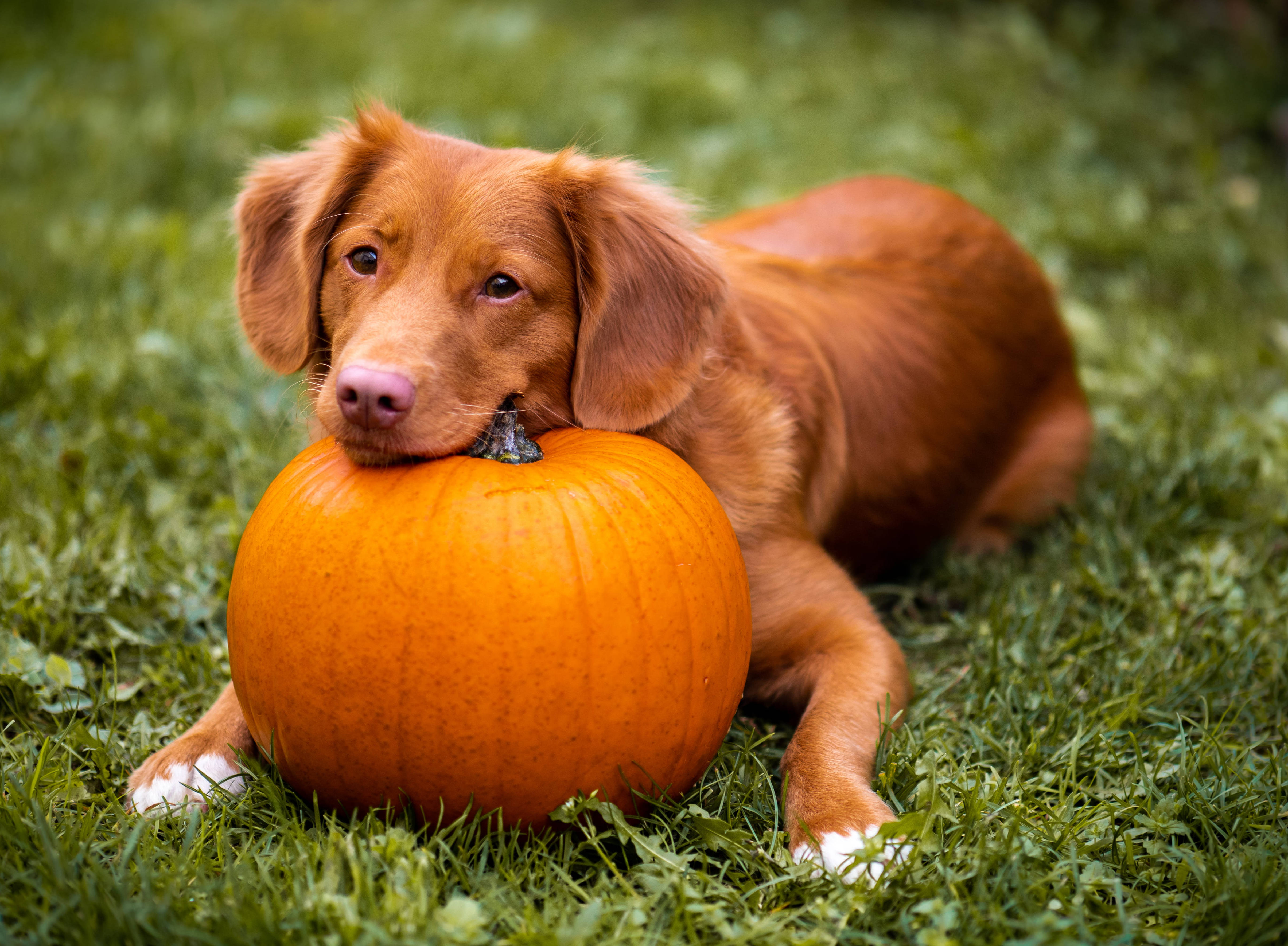 Suloinen Halloween-koira ruohokentällä Taustakuvat