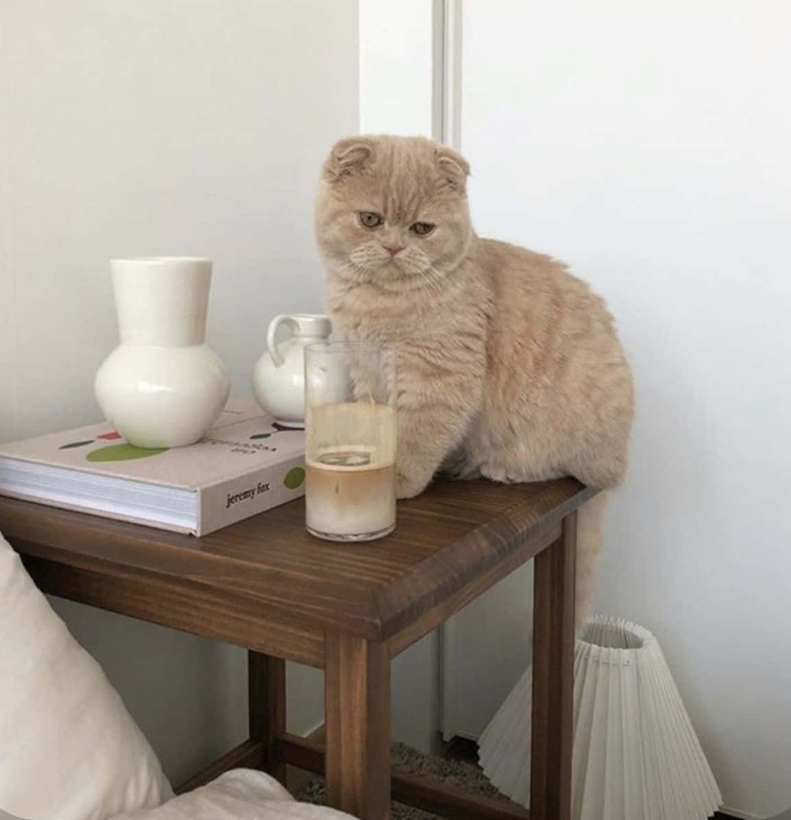 Suloinen hetki pörröisen söpöläisen kanssa. Taustakuvat